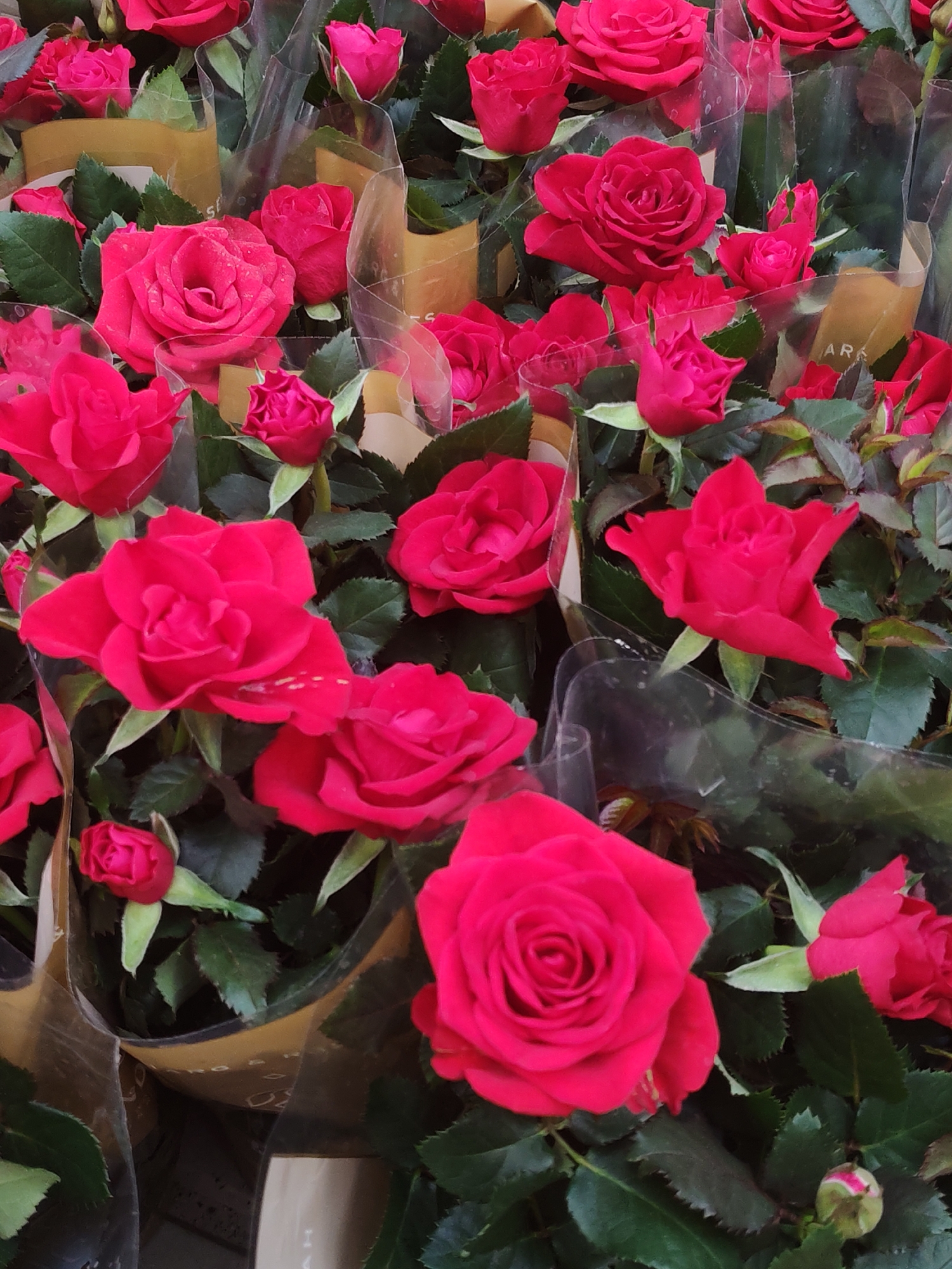 The image displays a multitude of potted red roses. The roses are densely packed, their blooms vibrant and fully open in some instances, while others are still buds. Green leaves and brown stems are visible amongst the flowers. Transparent plastic wrappings encase some of the pots. The location appears to be a market or florist shop, but the specific city and other environmental details are not discernible from the image.