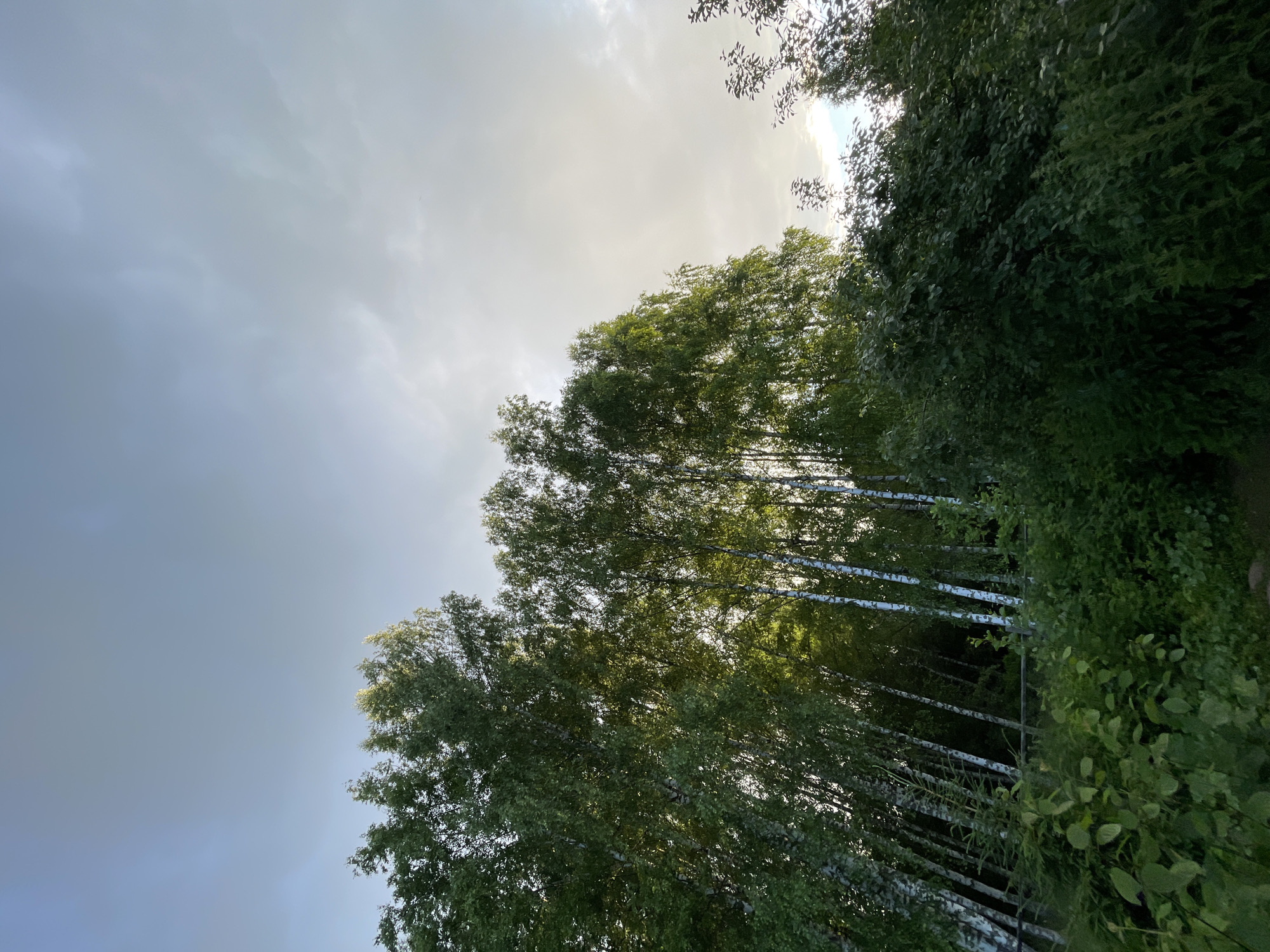 The media file is a photograph taken from a low angle, looking up towards a bright, overcast sky, with a dense line of birch trees on the right side of the frame. The trees are tall and slender, with white bark characteristic of birch trees, and are densely packed together, their green leaves forming a thick canopy. Some of the leaves are illuminated by the bright sky, creating a dappled effect. The sky is a pale grey with patches of brighter white, suggesting either diffused sunlight through clouds or a very early morning or late evening light. The overall impression is of a natural, serene setting, likely a forest or a park in Заречный, Russia. There is no activity or event taking place; it is a still image capturing a natural landscape. No people, objects, or text are visible. The time of day is likely during daylight hours, given the brightness of the sky, and the weather appears to be cloudy or overcast. The location cues are the birch trees and the potential for a natural setting within Russia. The image evokes a sense of peace and tranquility.