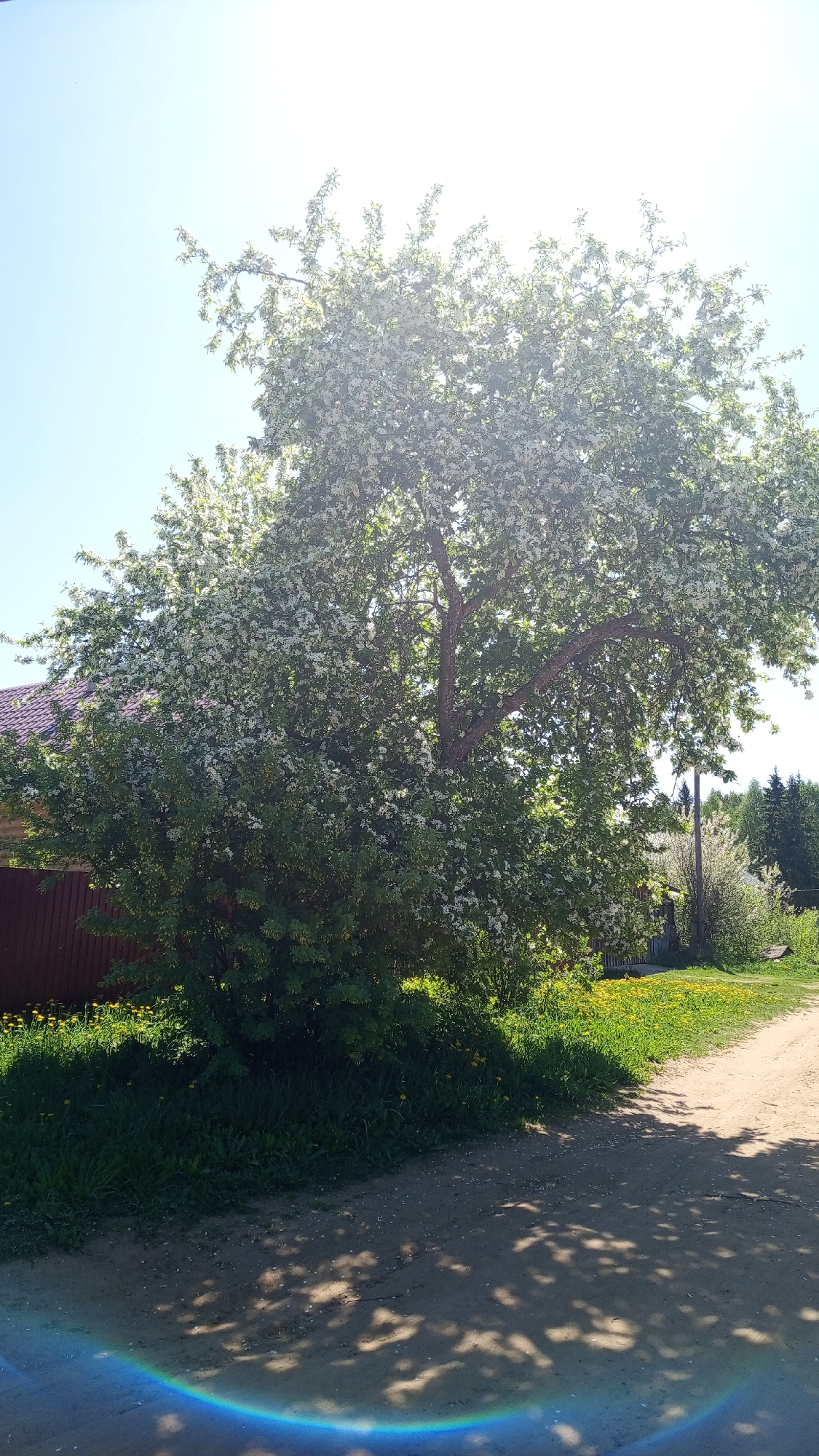 The image shows a dirt road in Уральское, Russia, with a large tree in full bloom beside it. The tree is covered in white blossoms and casts shadows on the road. A red-roofed building and green vegetation are visible in the background. Dandelions dot the grass along the road. The sky is blue and clear. The photo is taken on a sunny day, with a slight lens flare visible in the lower left corner.