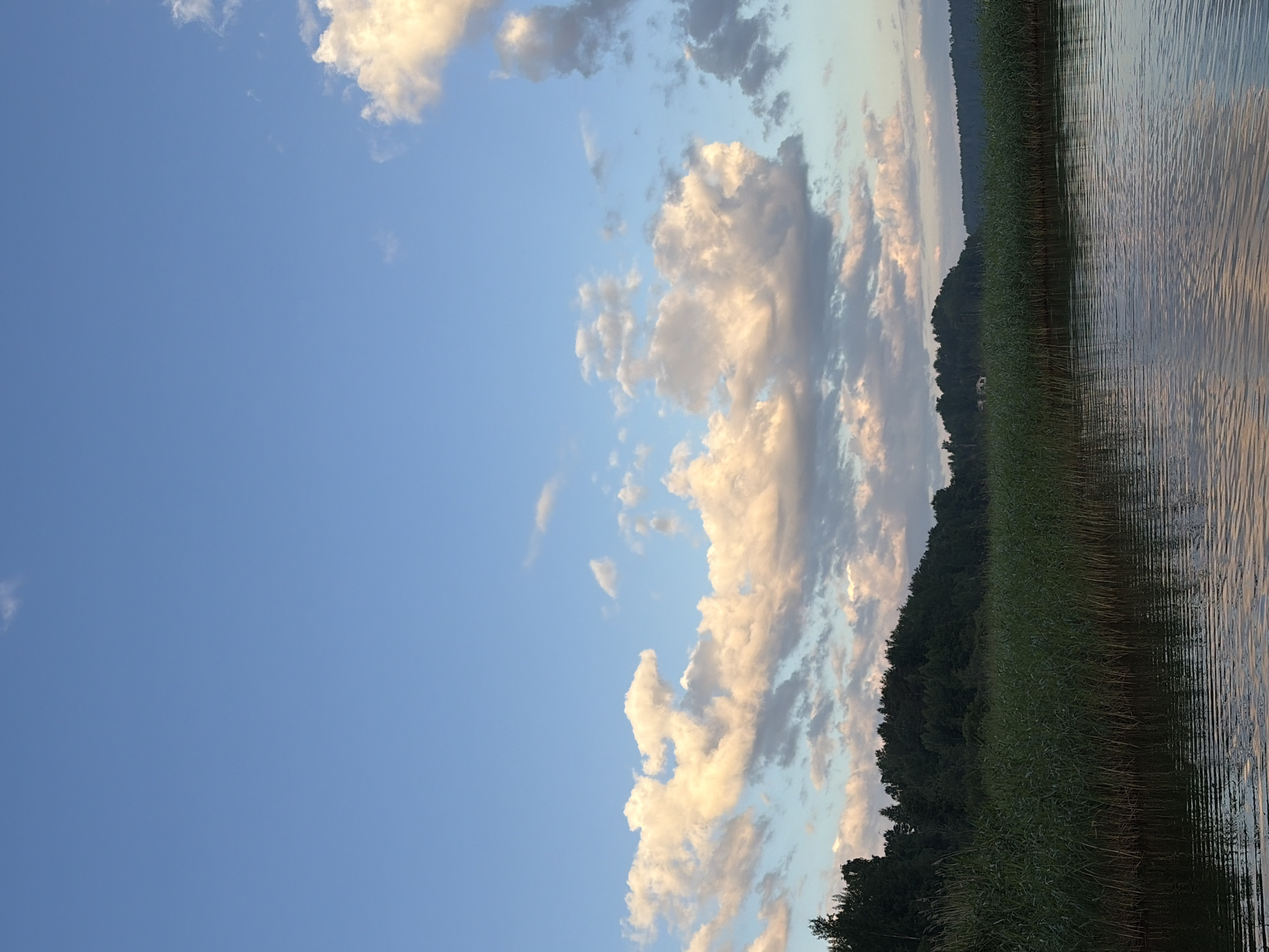 An outdoor, horizontal, eye-level shot captures a serene body of water in the foreground. The water's surface is rippled, reflecting the soft hues of the sky and the surrounding vegetation. A dense wall of tall, green reeds lines the bank of the water. Behind the reeds, a thick forest of dark green trees stretches across the middle ground, forming a distinct treeline. The treeline is a mix of deciduous and evergreen trees, with a few scattered buildings visible in the distance behind the trees. The background is dominated by a vast expanse of blue sky, dotted with fluffy white and pale yellow clouds that are catching the warm light of the setting sun. The overall scene evokes a sense of tranquility and natural beauty.
