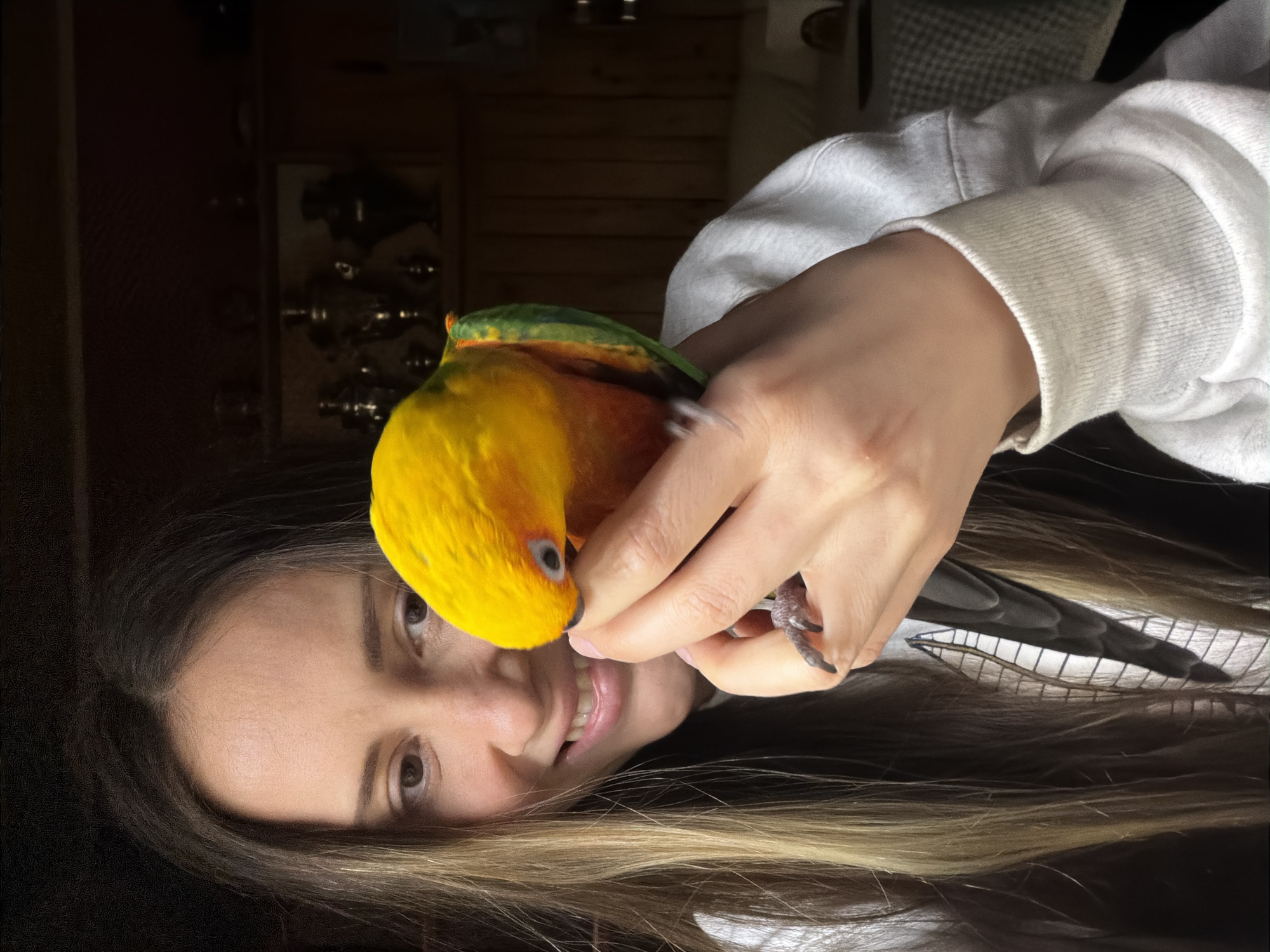 An indoor, eye-level photograph depicts a female individual interacting with a parrot in what appears to be a residential setting in Khimki, Russia. The subject, a female estimated to be between 20-35 years old, has long, straight, dark brown hair with blonde highlights, parted centrally. She is wearing a light grey hooded sweatshirt. Her right hand is cupping a Sun Conure parrot, which exhibits prominent yellow plumage on its head and upper body, transitioning to orange-red on its chest, and green on its wing feathers. The parrot's beak is in contact with the female's right thumb or index finger, and its left foot is visible perched on her fingers. The female is looking down towards the parrot with a smiling expression, revealing her upper teeth. The background features dark wooden paneling or furniture. A dimly lit shelf or cabinet in the upper right contains several metallic objects, resembling samovars or decorative urns. A light-colored, possibly checkered, textile is partially visible on the far right. Natural light illuminates the foreground, while the background remains in shadow.
