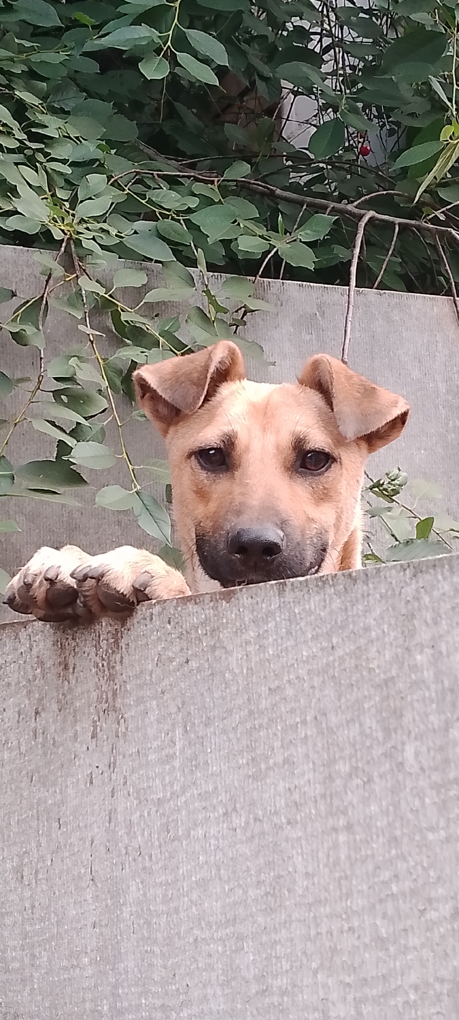 A light brown dog with dark eyes and large, floppy ears peeks over a weathered concrete fence. Its front paws rest on top of the fence, and its head is tilted slightly forward, looking directly at the camera. Green foliage hangs down from above, partially obscuring the background, which appears to be a grey wall or structure. The overall scene suggests an outdoor setting, likely a backyard or yard, in Belgorod, Russia. The dog's expression is curious and attentive.