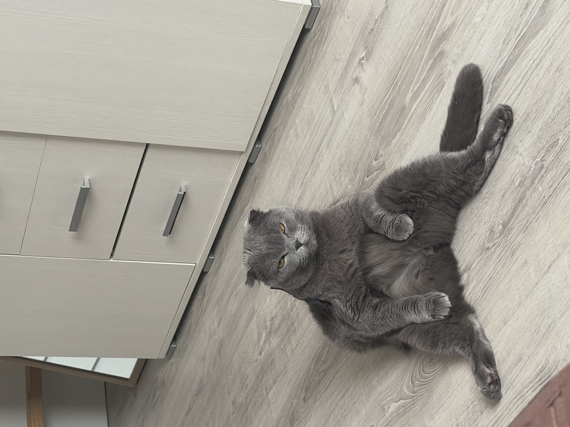 A gray Scottish Fold cat lies on its back on a light-colored wooden floor, next to a white dresser. The cat is positioned between the dresser and the right edge of the image. The location appears to be an interior space, possibly a home. There is no indication this image was taken in Saint Petersburg, Russia.