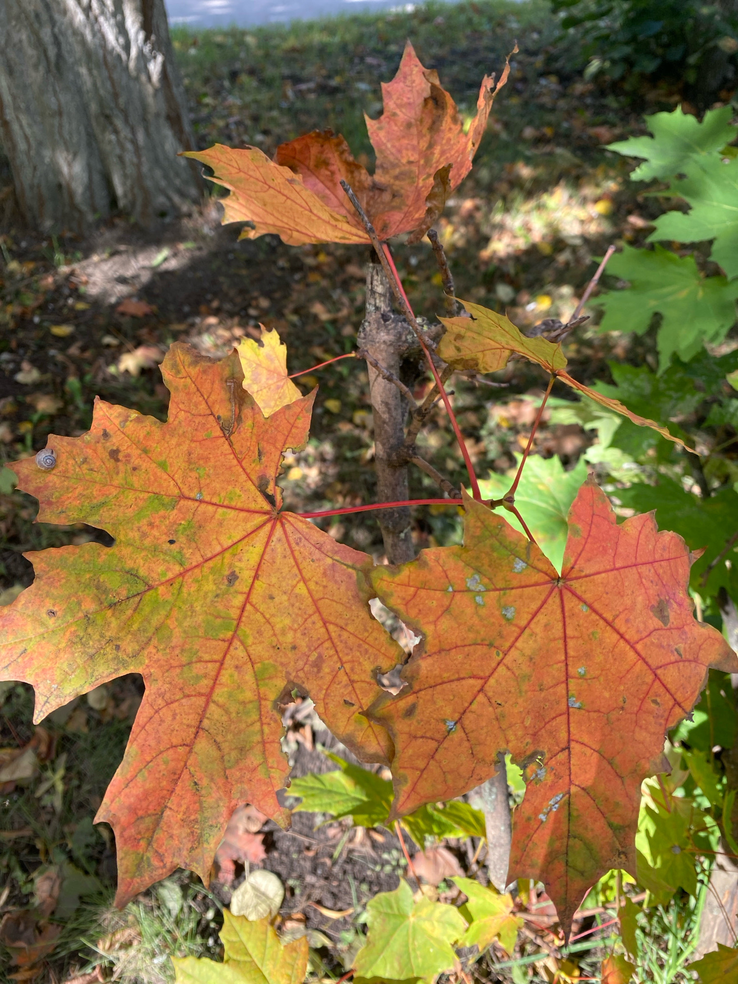 In Ivanteyevka, Russia, on a clear day, a close-up shot focuses on autumn leaves transitioning in color from green to orange and red. Two large maple leaves in the foreground display a vibrant palette, with one on the left and another on the right, partially overlapping. A small snail is visible on the left leaf. In the background, the rough bark of a tree trunk stands to the left, and a blur of green foliage and dappled sunlight suggests an outdoor setting, possibly a park or garden. The ground is covered with fallen leaves, grass, and dirt.
