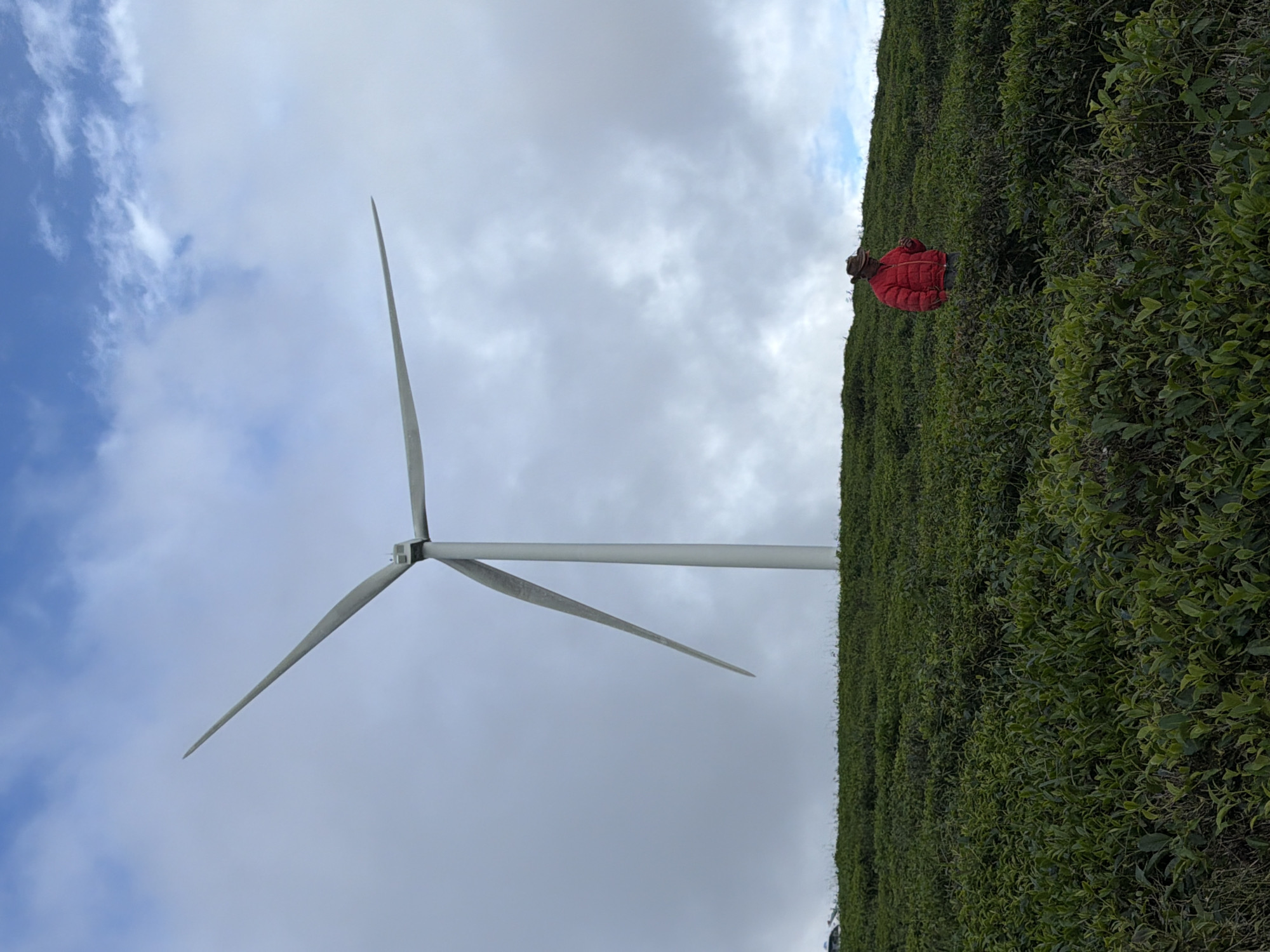 The image depicts a vast, green tea plantation in the highlands of Phát Chi, Vietnam, with a prominent wind turbine situated in the background. The foreground is dominated by rows of neatly cultivated tea bushes, creating a textured carpet of lush foliage that slopes upwards. A solitary individual, wearing a red jacket and a wide-brimmed hat, stands amidst the tea plants, their back partially turned to the camera, suggesting a contemplative or observant posture. The wind turbine, a modern structure symbolizing renewable energy, stands tall against a partly cloudy sky, its blades extended, hinting at the presence of wind. The overall scene is serene, highlighting the juxtaposition of natural agricultural beauty and industrial technology within the mountainous landscape.