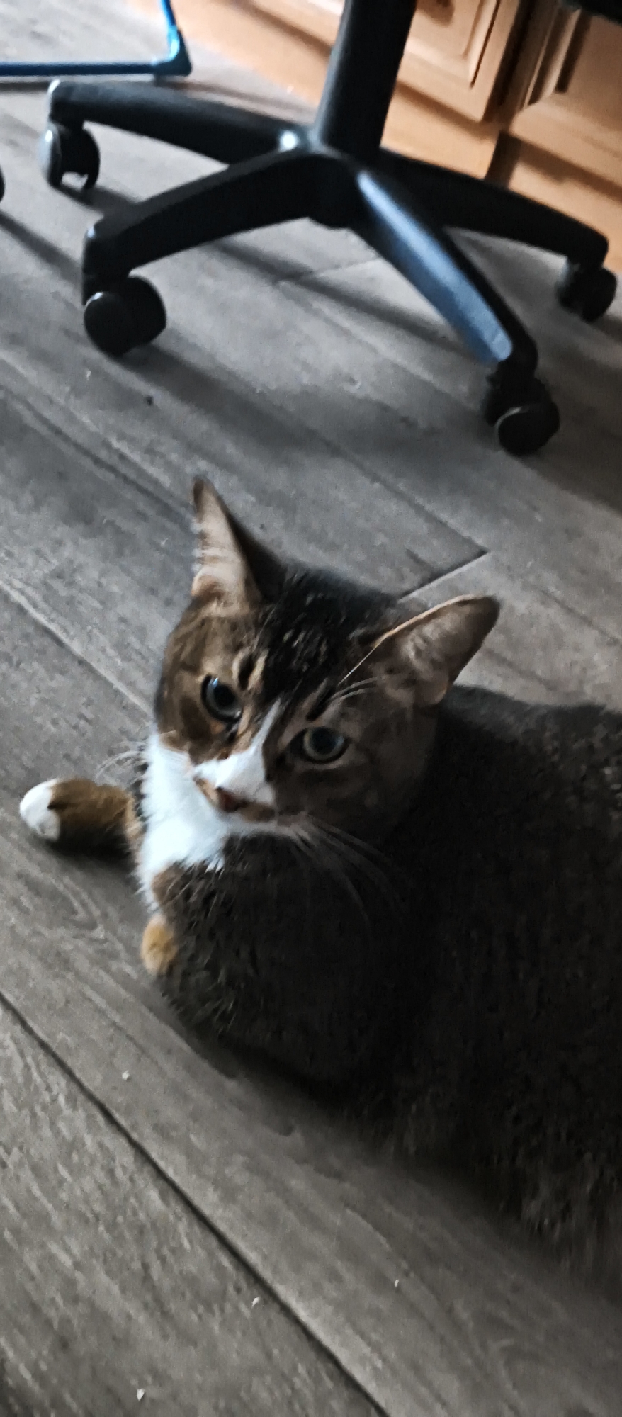 A domestic cat with brown, white, and black markings lies on a gray wooden floor. Its head is turned to the right, with blue eyes visible. A white paw is extended forward. In the background, the black base of an office chair with wheels is visible, along with wooden cabinetry. The scene is indoors.