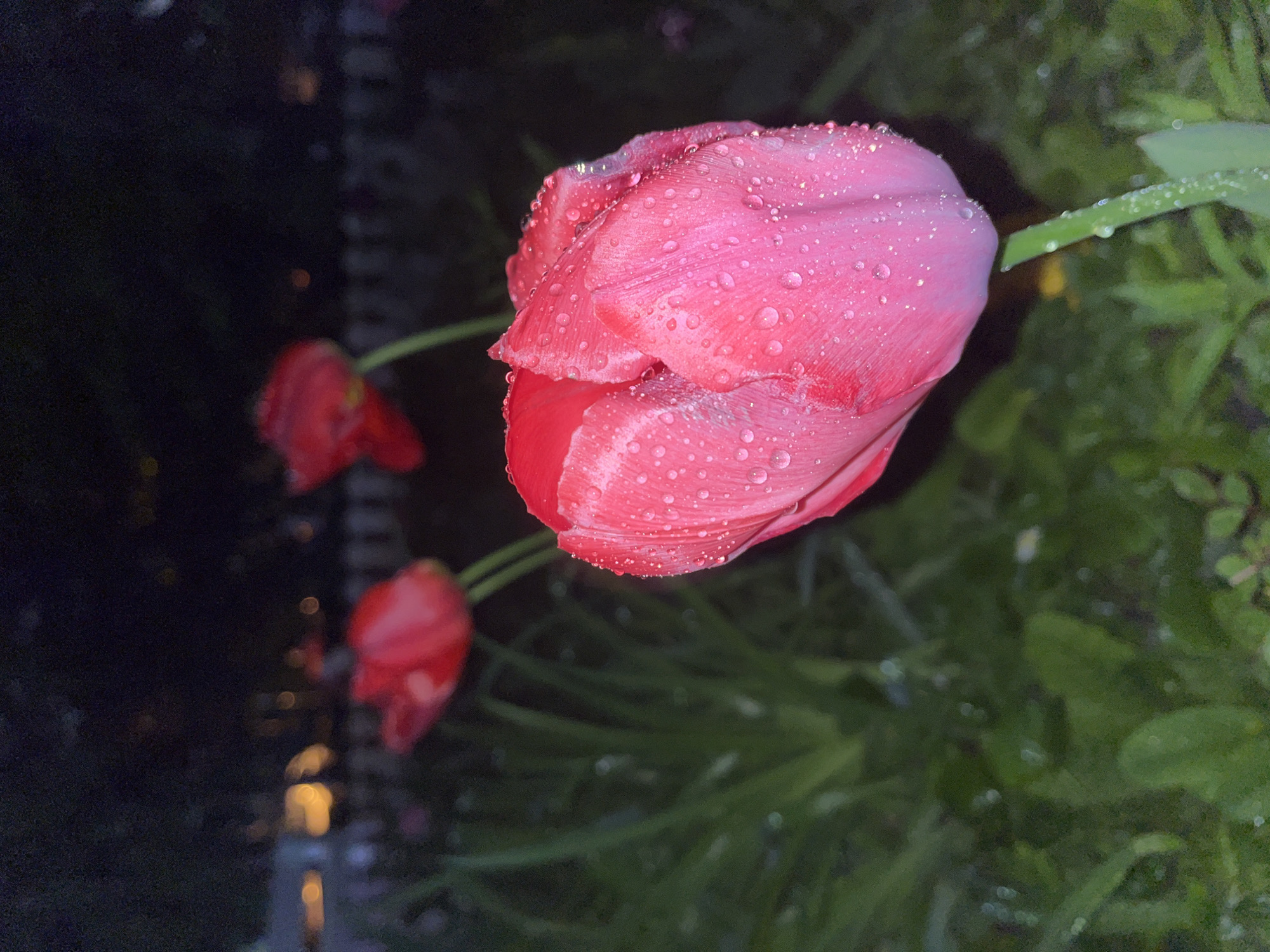 The image displays a close-up of a vibrant pink tulip, heavily covered in glistening water droplets, indicating recent rain or dew. The main tulip dominates the foreground, with its petals exhibiting a soft texture and varying shades of pink, catching the light in myriad tiny reflections from the water.
In the blurred background, two other red or deep pink tulips are faintly visible, out of focus, alongside dark green foliage, including grass and other plant leaves, some also bearing water droplets. The overall setting appears to be a garden.
The scene is captured at night or in very low light conditions, evidenced by the deep, dark, and out-of-focus background. Small, blurred points of light, possibly from distant artificial sources, are discernible in the background, adding to the low-light ambiance. This photographic approach highlights the main subject, emphasizing its freshness and intricate details against the dark setting. The image portrays a tranquil moment in a garden in Sofia, Bulgaria, after precipitation. There is no visible text in the image.