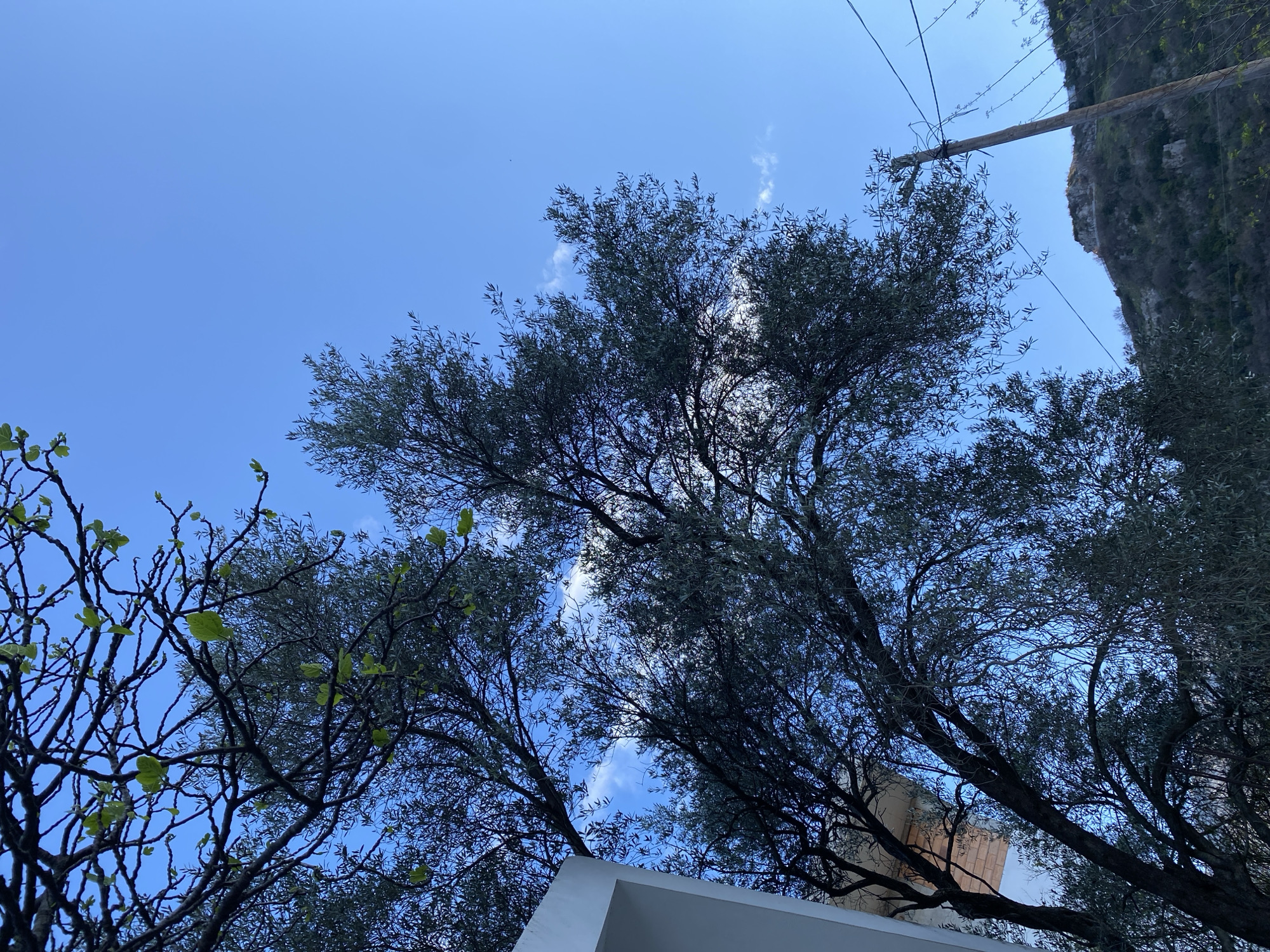 The image is a low-angle shot capturing trees and a building against a blue sky. A tree with sparse green leaves is visible on the left. A larger, denser tree with dark green foliage dominates the center and right side of the frame. In the lower center, a white building structure with sharp edges is visible. At the upper right corner, a rocky cliff face is partially visible, with utility poles and wires extending from it. The sky is bright blue with scattered white clouds. The location is likely in Budva, Montenegro, given the typical Mediterranean vegetation and architecture. There are no people visible.