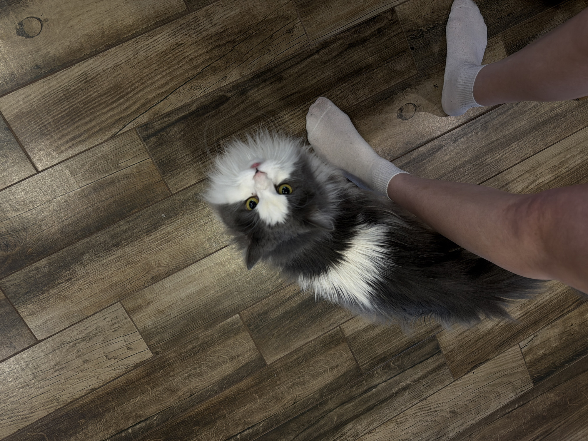 An overhead shot captures a domestic scene in Chaikovsky, Russia, featuring a fluffy grey and white cat and the lower legs of a person. The cat, with long, soft fur, is positioned prominently in the center-left, looking directly upwards at the camera. Its face is predominantly white with striking grey patches around its bright yellow eyes, and a small pink tongue is playfully visible, suggesting a curious or affectionate demeanor.
The person's legs, clad in white ankle socks, are seen on the right side of the frame, positioned close to the cat. The entire scene unfolds on a distressed wooden floor, which consists of planks featuring rich brown tones, distinct grain patterns, and a slightly weathered appearance. A faint, circular stain, resembling a water or cup mark, is visible on one of the floorboards in the upper left quadrant of the image. The lighting is soft and even, indicating an indoor setting. No text is visible in the image.