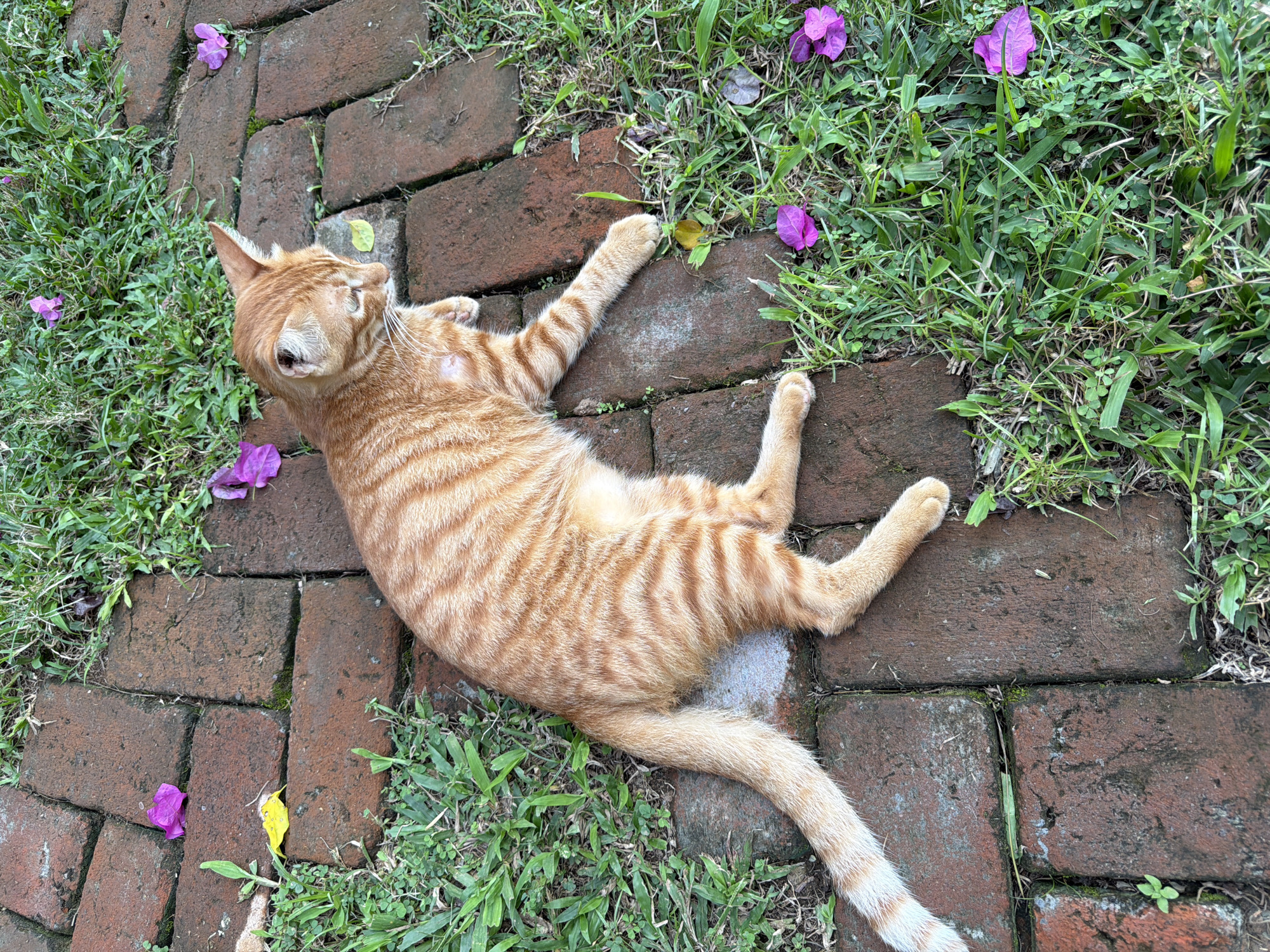 An orange tabby cat is lying on its back on a brick walkway in an outdoor environment. The cat's head is turned to the left and its legs are outstretched, surrounded by scattered purple bougainvillea flowers and patches of green grass. The location is in Kediri, Indonesia.