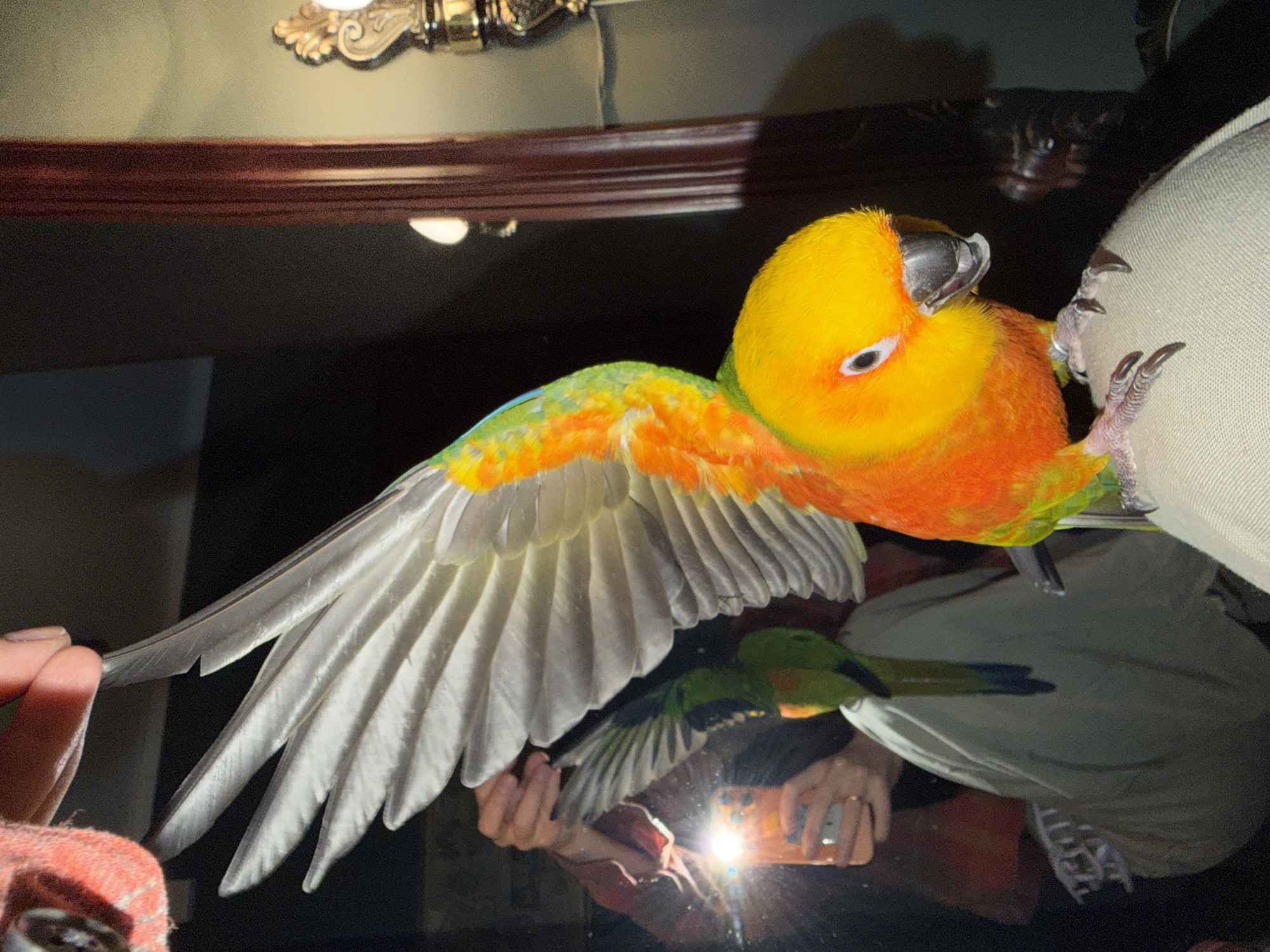 A colorful parrot, predominantly yellow and orange with hints of green and white on its wings, is perched on an off-white, textured surface. The bird's wings are partially extended, revealing the white feathers underneath. The reflection of a person holding a phone with a bright light shining is visible beneath the parrot. The setting appears to be indoors, with a dark background and a dark wood object above the parrot. The exact location in the city of Unknown, Unknown cannot be determined from the image.
