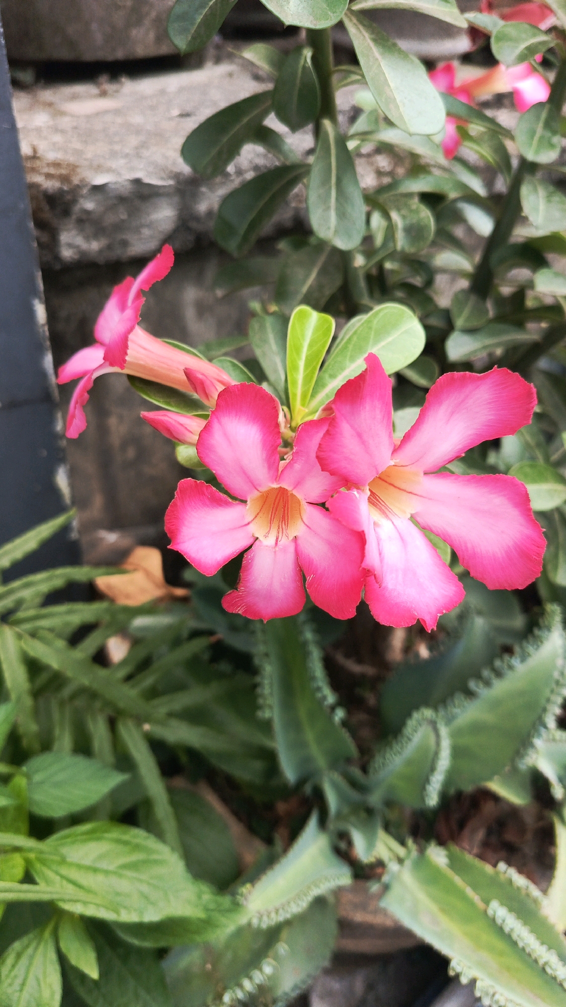 A close-up, vertical, eye-level shot captures a vibrant cluster of Adenium flowers in Mangunsuman, Indonesia. The flowers, predominantly a bright fuchsia with lighter pink centers and thin yellow streaks, are in full bloom, their five petals unfurling symmetrically. One flower in the foreground is particularly sharp, showcasing its delicate texture and the subtle transition of color. Behind it, another flower is partially visible, its petals tinged with orange. The stems and leaves of the Adenium plant are a lush green, with some leaves showing a slight glossiness. In the background, a rough, grey stone wall provides a muted contrast to the vivid pink of the blossoms. The lower half of the image is filled with other green foliage, including what appear to be succulents with serrated edges, adding layers of texture and depth to the scene. The lighting suggests an outdoor setting, likely during daylight, casting a soft illumination on the plant life. There are no people or animals present in the frame.