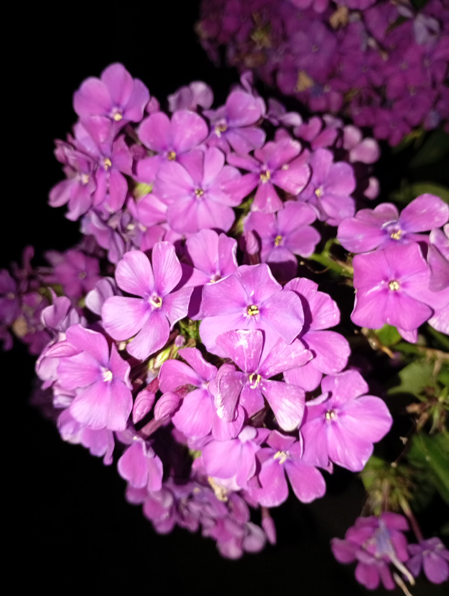 A close-up, low-angle shot captures a cluster of vibrant purple phlox flowers against a dark, out-of-focus background. The flowers are the primary subject, with their delicate petals and yellow centers clearly visible. The lighting suggests it is nighttime, possibly with artificial light illuminating the flowers. The scene appears to be an outdoor garden or natural setting. The exact location in Фоки, Russia is not discernible from the image itself.