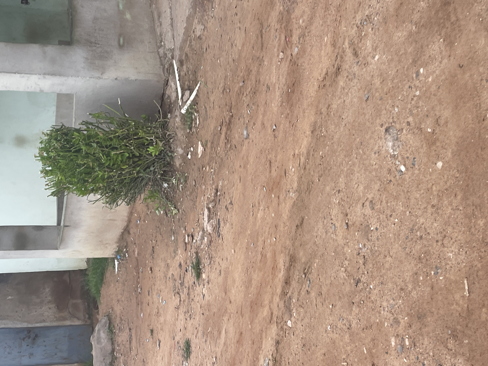 The image displays an unpaved outdoor scene in Narayi, Nigeria, characterized by reddish-brown earth and small gravel. The ground shows signs of wear, with subtle depressions indicating foot or light vehicle traffic, and is littered with various small debris, including plastic fragments and paper wrappers. Several small patches of green grass are visible, particularly near structures. To the upper left, a weathered, dark blue metal door is set into a crumbling, light brown concrete wall. Adjacent to the wall on the left, a large, flat, light grey rock or concrete slab rests on the dirt. In the mid-ground, a dense, leafy green bush with numerous upright stems grows prominently next to a light green-walled building. The building features a section with a light grey concrete pillar or frame and an open, recessed window area. Two segments of white PVC pipe, one significantly longer than the other, lie on the ground near the base of the bush and the building's corner, forming a distinct 'V' shape. No individuals are present in the frame.