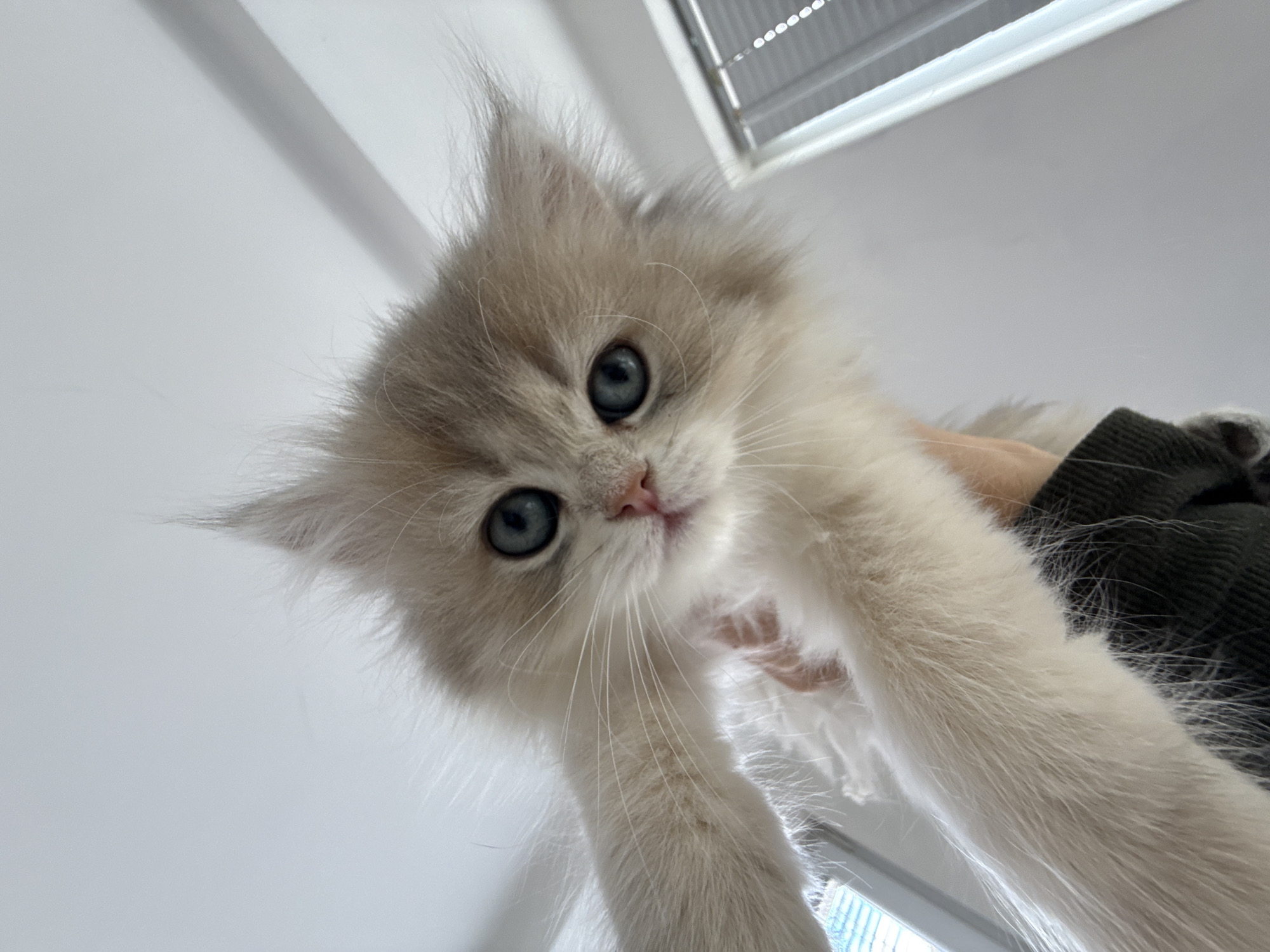 A close-up, low-angle photograph captures a fluffy, cream-colored kitten with prominent bright blue eyes. The kitten's fur is long and appears very soft, with shades of pale beige and light grey, particularly around its ears which have tufts of fur. Its small pink nose and long white whiskers are clearly visible as it gazes directly into the camera with an innocent and curious expression. The kitten is being held, with a portion of a person's hand and a dark, possibly ribbed, sleeve visible on the right side of the frame, supporting the kitten. The background is brightly lit, predominantly white or off-white, suggesting an indoor setting. Hints of a window with blinds or louvers can be seen in the upper and lower right corners. The lighting is soft and even, highlighting the kitten's delicate features. There is no visible text in the image. While the provided context indicates Yurukovo, Bulgaria, this location is not visually identifiable from the content of the image.