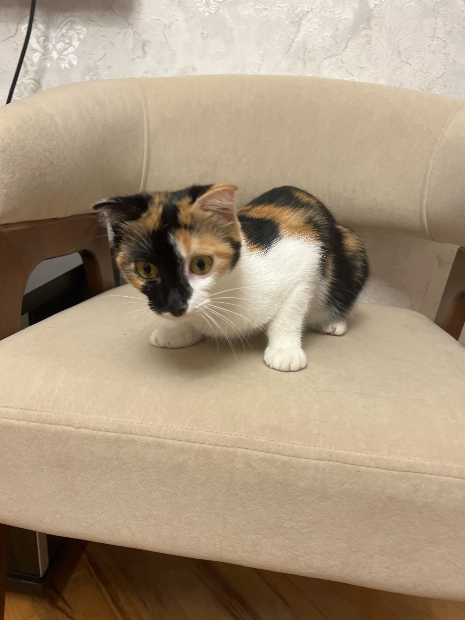 A calico kitten is crouched on a beige upholstered chair, its body angled towards the camera. The kitten's fur is a mix of black, white, and orange. Its eyes are open and yellow, with a curious expression. The chair has a wooden frame visible on the sides. The background appears to be a wall with textured wallpaper and a hint of a cable. The floor beneath the chair is made of wooden planks. This scene is domestic and not specific to the city of Kaspiysk, Russia.