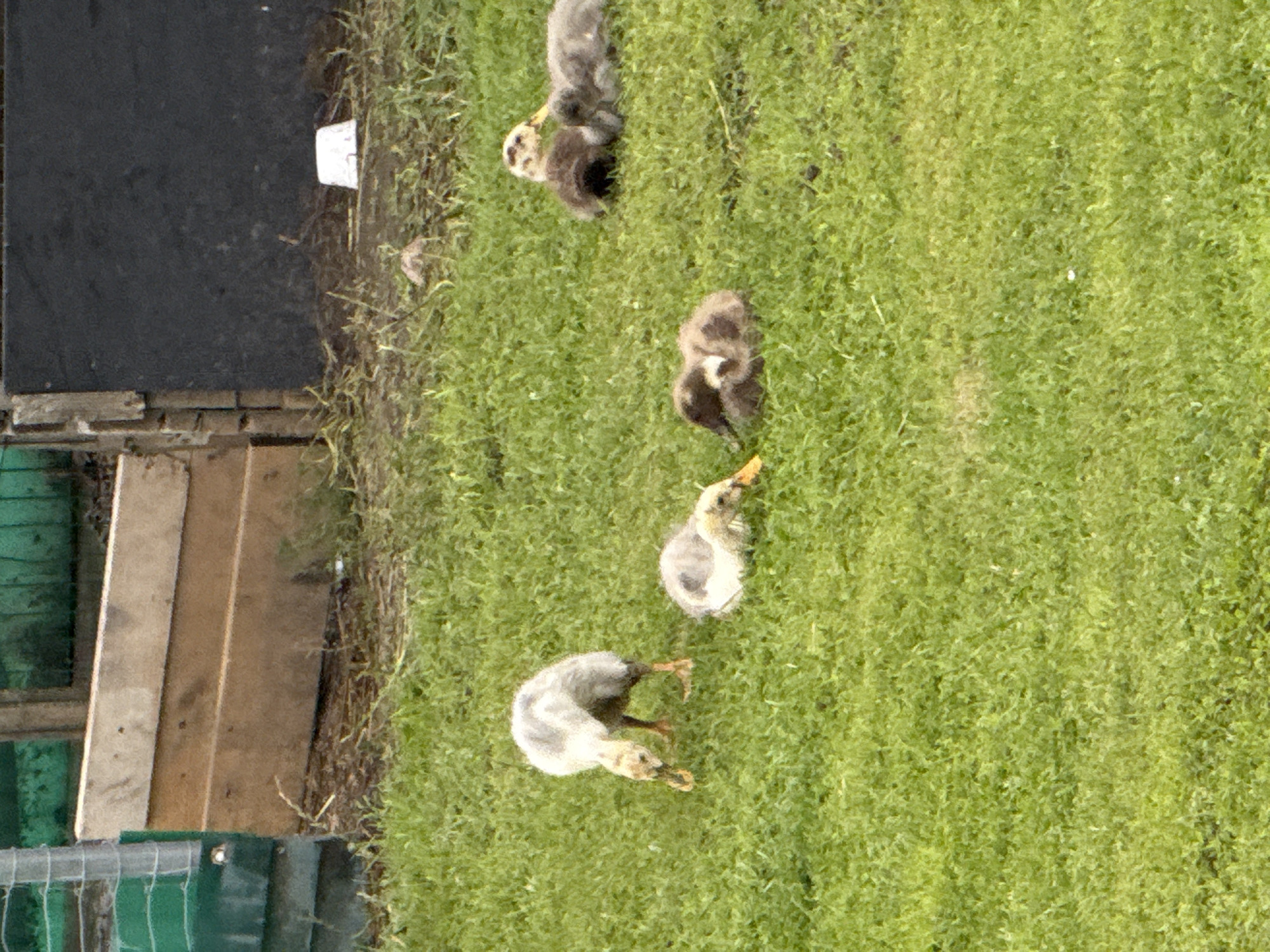 In Galinė, Lithuania, an outdoor scene depicts five ducklings on a grassy area. One duckling is standing and pecking at the ground on the left side of the frame. To its right, another duckling is resting with its head down. Further to the right, two ducklings are huddled together, with one appearing to be asleep. Another duckling is curled up on the ground to the right of the pair. In the background, there is a wooden structure with horizontal planks and a dark vertical panel on the right. The ground is covered in green grass, with some dried foliage and a white object visible near the wooden structure.