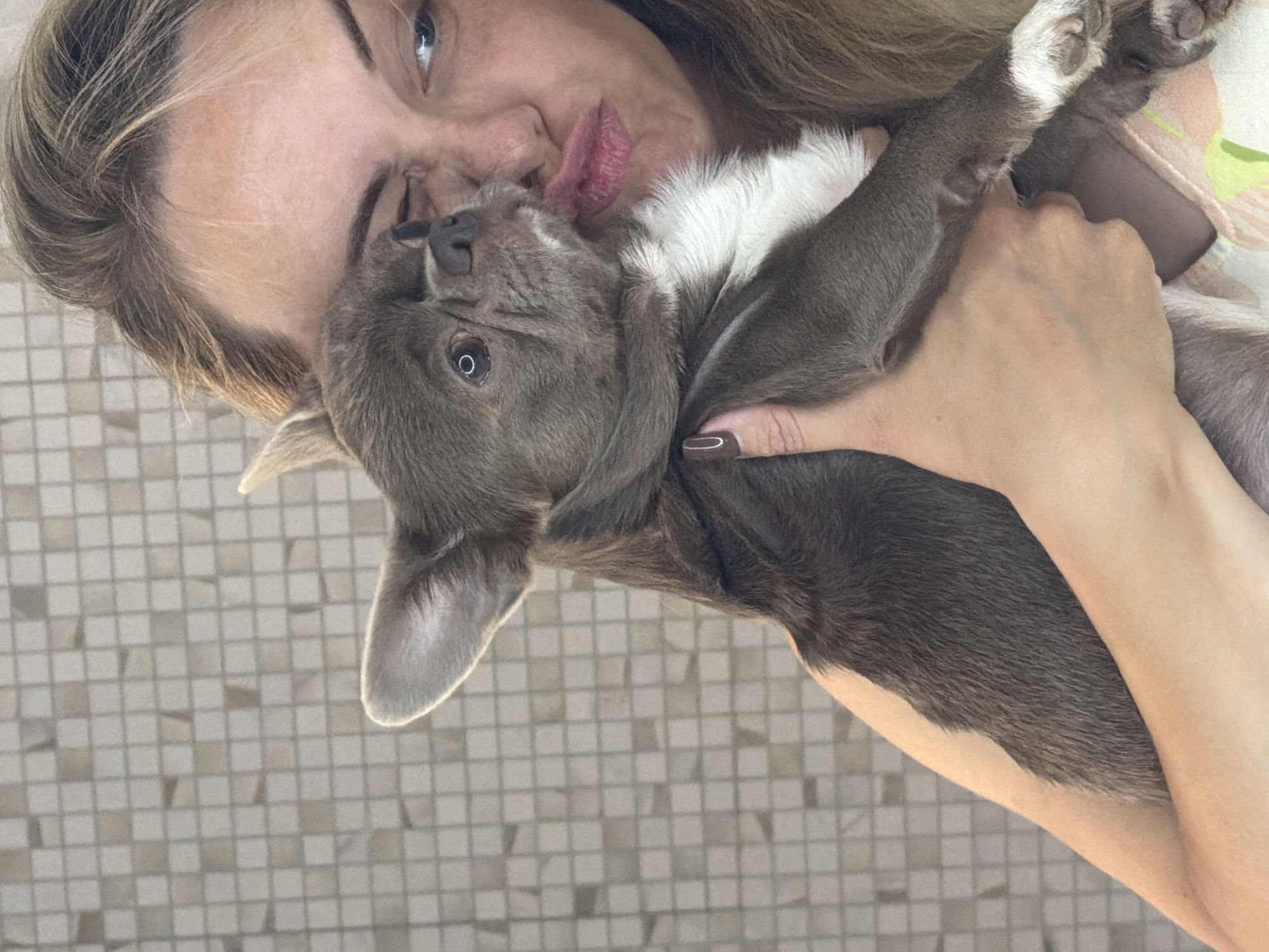 A close-up, vertically oriented photo shows a woman with blonde hair holding a small grey French Bulldog puppy. The woman is making a kissing face with her lips pursed, and the puppy is leaning in to lick her cheek. The puppy has large ears and a white chest. The background is a tiled wall with a light beige and white checkered pattern. The woman's left hand, with dark nail polish, is supporting the puppy. The lighting suggests an indoor environment. The image does not contain any discernible elements that would indicate a location in Votkinsk, Russia.