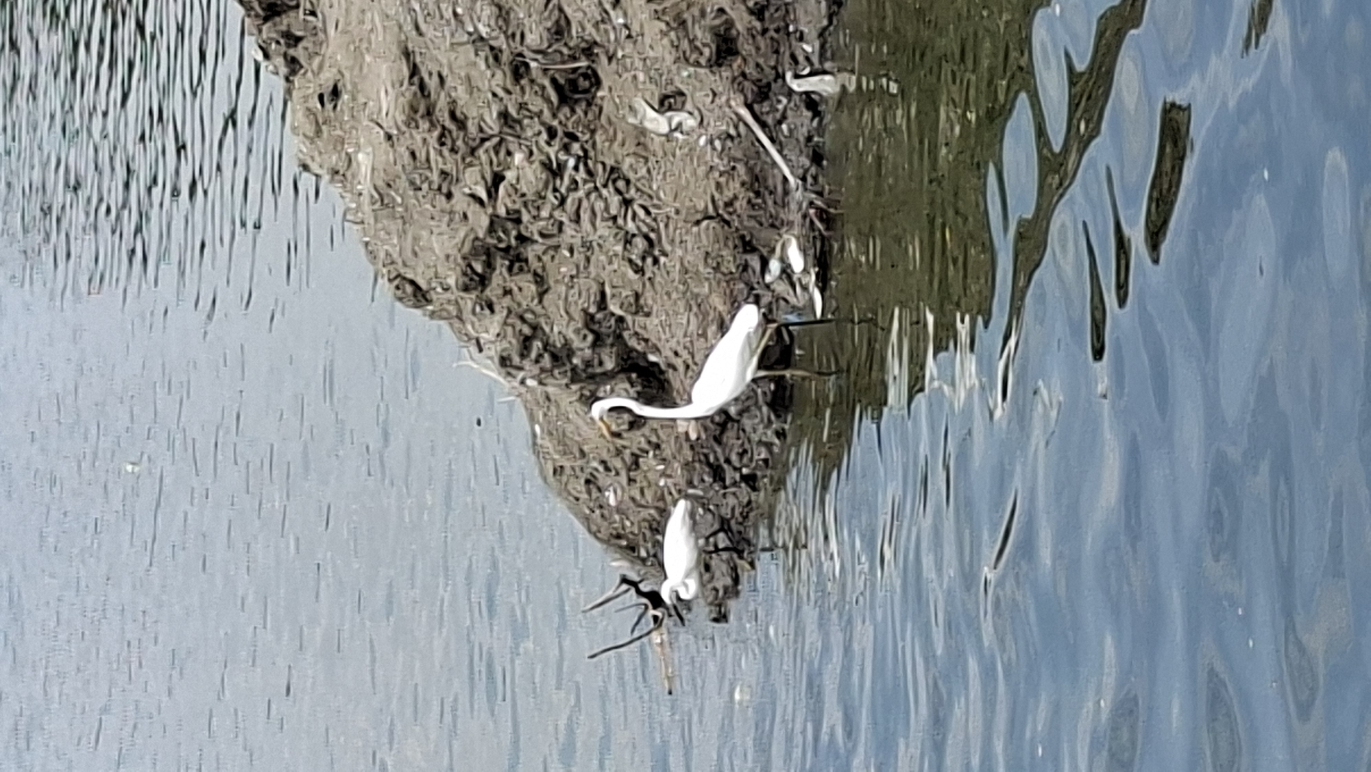 The image captures a serene natural scene at the coast of Lhokseumawe, Indonesia, featuring a rocky embankment adjacent to calm, rippling water. Three white herons are prominently featured in the composition. One heron stands on the embankment, its long, slender neck elegantly curved, while another is partially submerged in the water near the embankment. A third, smaller heron is positioned further back, closer to some dried vegetation. The water reflects the overcast sky, creating a muted, cool color palette. The embankment itself is a textured expanse of earth and rocks, with a scattering of debris, hinting at the natural beauty juxtaposed with signs of human impact. The overall atmosphere is tranquil, evoking a sense of peaceful coexistence between wildlife and their environment.