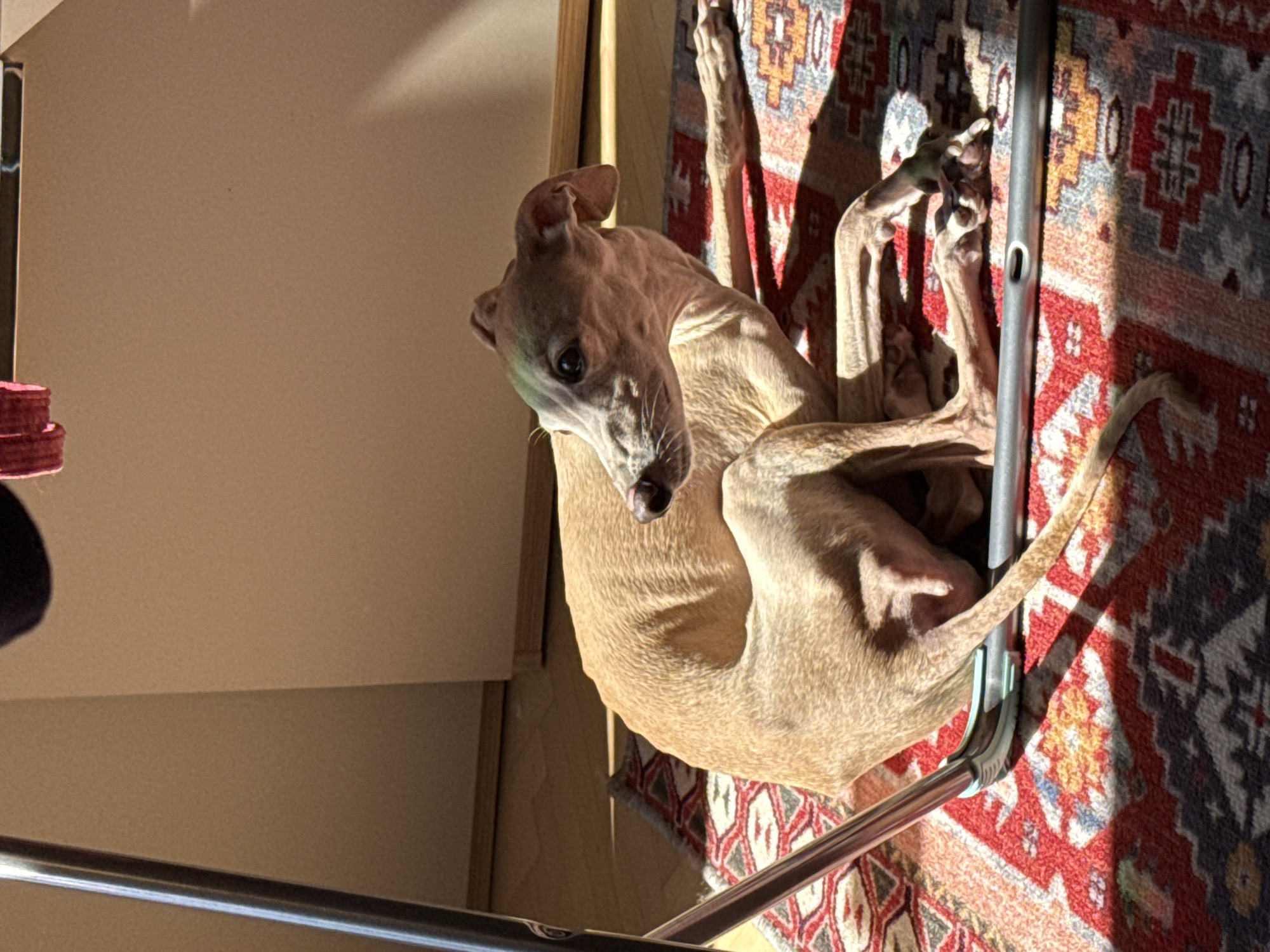 An Italian Greyhound dog lies on a patterned rug, bathed in sunlight. The dog is light brown and appears to be resting on its side. Its body is long and slender, with prominent ribs visible. The dog's head is turned to the right, and its eyes are open, looking off to the side. A metal bar, possibly part of a piece of furniture or equipment, is positioned in front of the dog and rests on the rug. The rug has a red, black, and white geometric pattern. In the background, a wall and wooden floor are visible, suggesting an indoor setting. The sunlight casts strong shadows across the scene, indicating it is daytime. There are no people visible in the image. This image was taken in Saint Petersburg, Russia.
