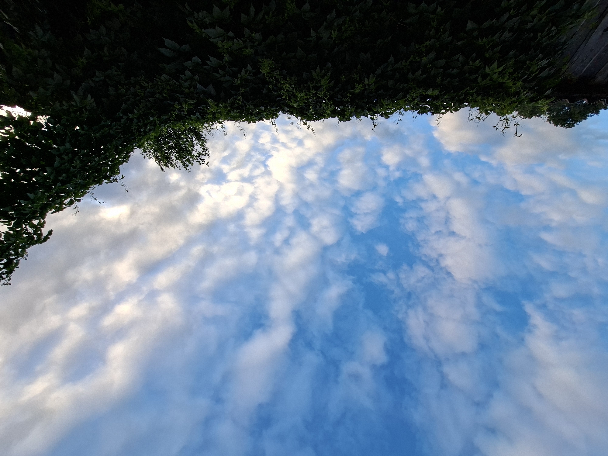The location is Unknown, Unknown. The scene depicts an outdoor environment, with the upper two-thirds of the frame occupied by a partly cloudy sky. The sky transitions from a deep blue with scattered white cumulus clouds on the left to a denser arrangement of white and grey clouds, some brightly illuminated, on the right. The lower third of the image features a dense wall of dark green climbing vegetation, likely ivy, covering an unseen structure. A dark, possibly wooden, architectural element with a section of a dark tiled roof is visible beneath the foliage on the far left. Sparse, upward-reaching green tendrils protrude from the top edge of the main foliage mass. The silhouettes of dark green tree canopies are visible against the sky on the left, and a bushy tree or large shrub extends into the frame from the upper right. All foreground vegetation is rendered in deep shadow. No human subjects or animals are present.