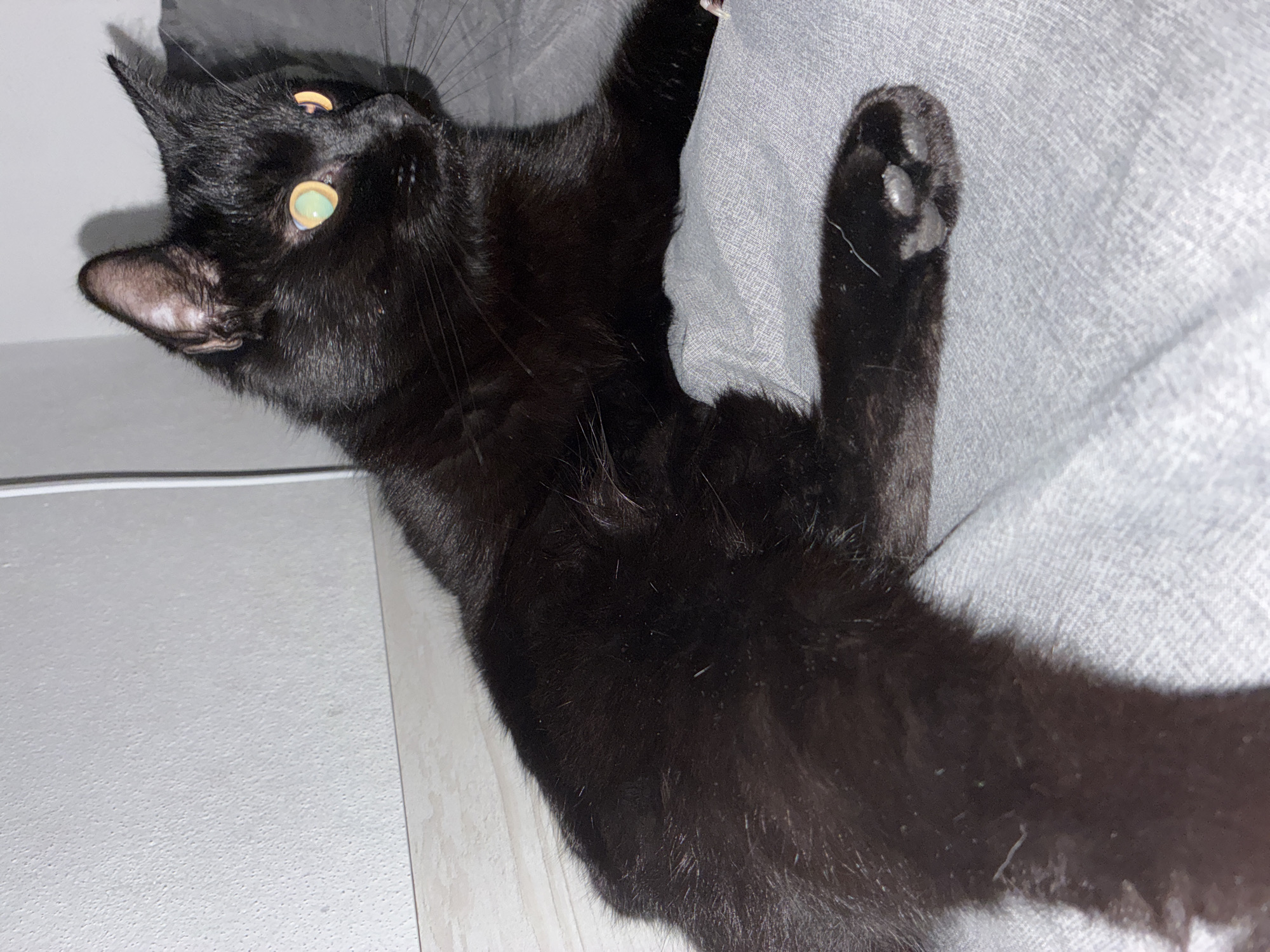 A black cat with green eyes is lying on its back on a light gray couch. The cat's head is turned to the left, and its paws are extended. The background consists of a light gray textured wall on the left and the gray couch on the right.
