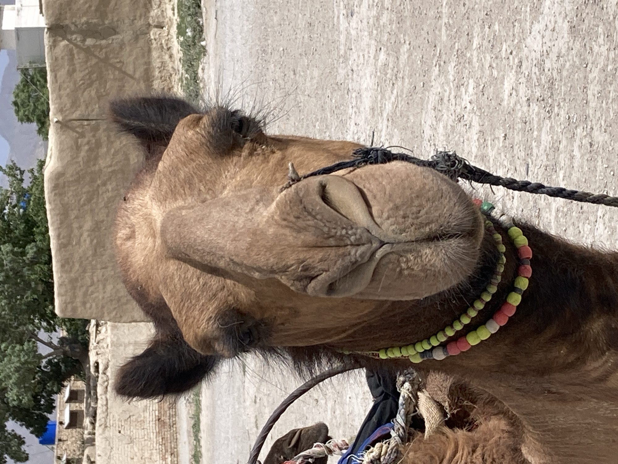 Close-up of a brown camel wearing a colorful beaded necklace and a dark rope halter. The camel is in Quetta City Tehsil, Pakistan, as indicated by the tags. The background includes a building and trees. The image appears to be taken outdoors during the day.