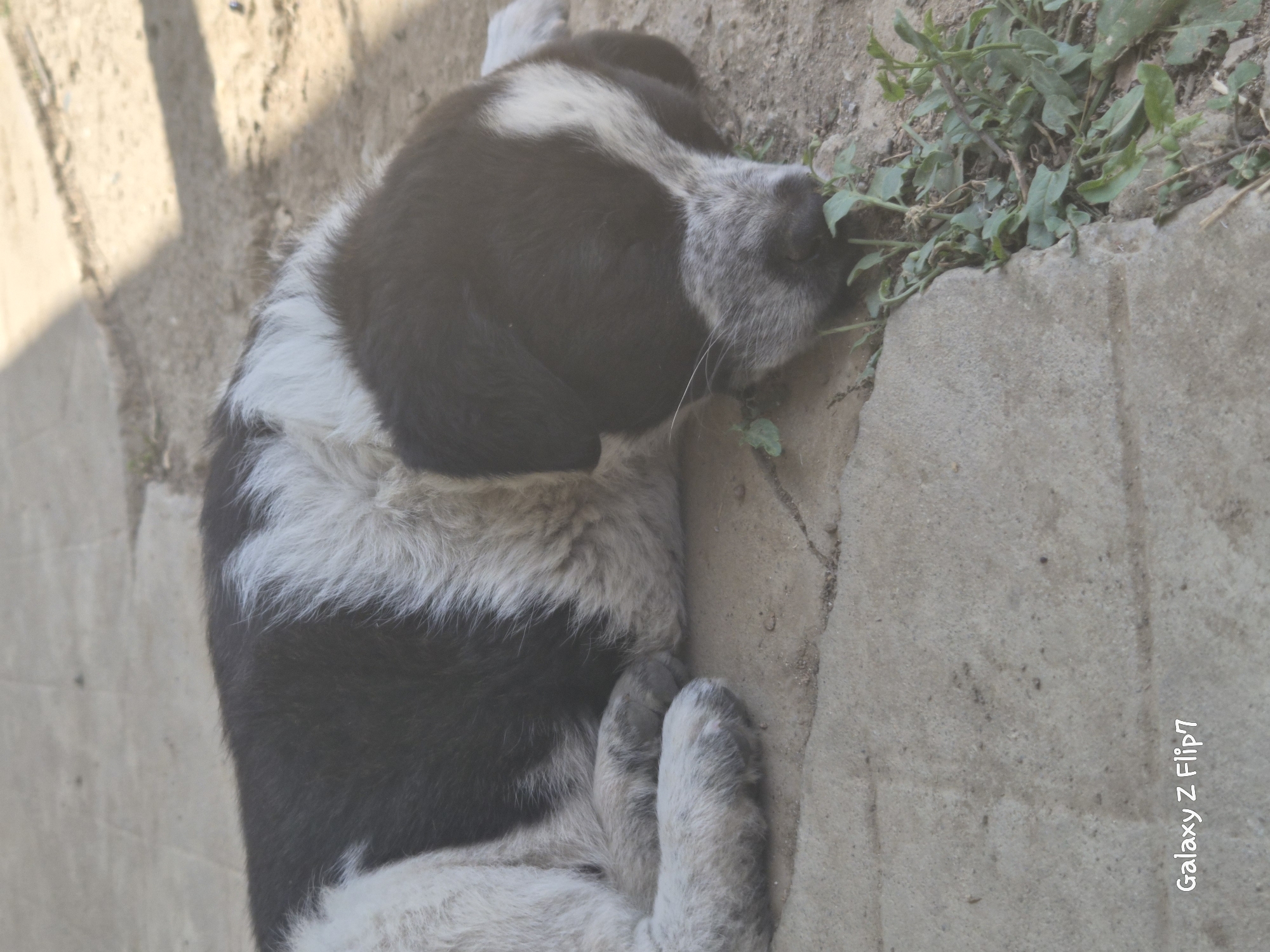 The image shows a black and white dog lying asleep next to a concrete wall. A small amount of green foliage grows near the wall. The image contains the text "Galaxy Z Flip7" in the lower right corner. The location is presumed to be Kalipetrovo, Bulgaria.