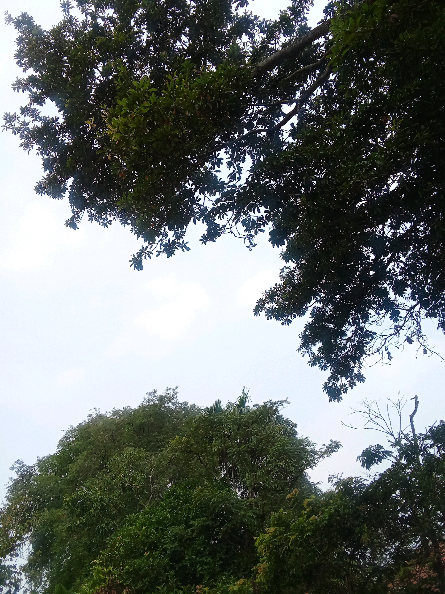 A low-angle shot shows lush green trees against a pale, overcast sky. The canopy of a large tree dominates the upper right of the frame, its dark leaves silhouetted against the light. In the lower portion of the image, another dense cluster of trees fills the frame, with varying shades of green indicating different types of foliage. The scene appears to be outdoors in a natural setting, possibly a park or a residential area with significant tree cover in Cempaka, Indonesia. There are no people or visible man-made structures in the image.