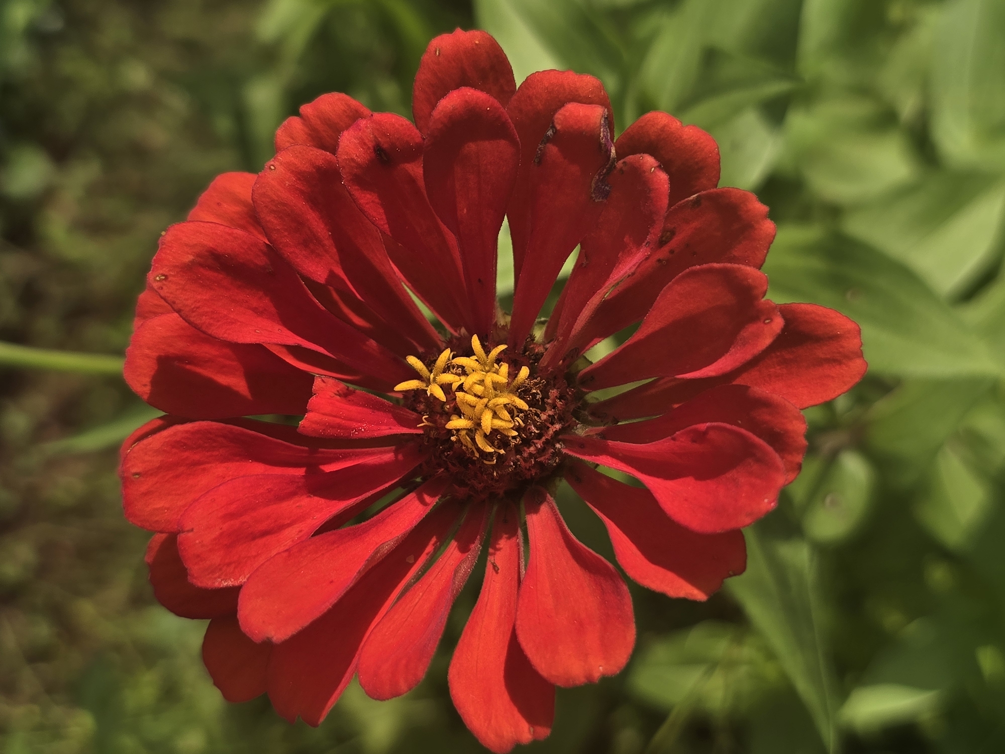 A close-up, top-down view captures a vibrant red zinnia flower in full bloom. The flower's petals radiate outwards from a central cluster of bright yellow stamens. The petals are a rich, deep red with subtle variations in shade and texture, some showing slight imperfections like small brown spots. The background is a soft, blurred tapestry of lush green foliage, suggesting an outdoor garden setting. The lighting indicates a sunny day, with sunlight casting gentle shadows on the flower's petals and highlighting their delicate curves. The image does not provide any specific geographical information beyond the general implication of a natural outdoor environment; it does not contain any elements that would allow for pinpointing a location within Marietta, United States.