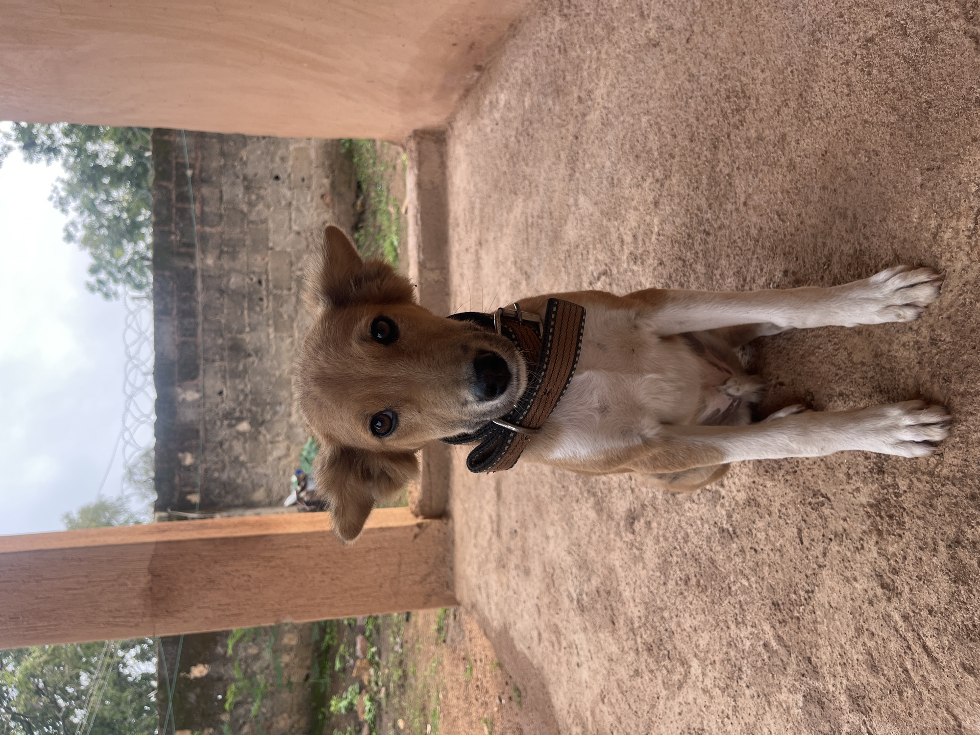A light brown and white puppy sits on a concrete floor in an outdoor, partially covered area. The puppy is facing forward, looking directly at the camera. It has large, alert ears that stick out to the sides and dark eyes. The puppy wears a brown collar with a buckle. The background consists of a textured, reddish-brown wall on the right and a pillar on the left. Beyond the covered area, a brick wall with barbed wire on top is visible, with green foliage and trees behind it under an overcast sky. The ground is a rough, light brown concrete surface. The setting appears to be a residential yard in Bukuru, Nigeria.