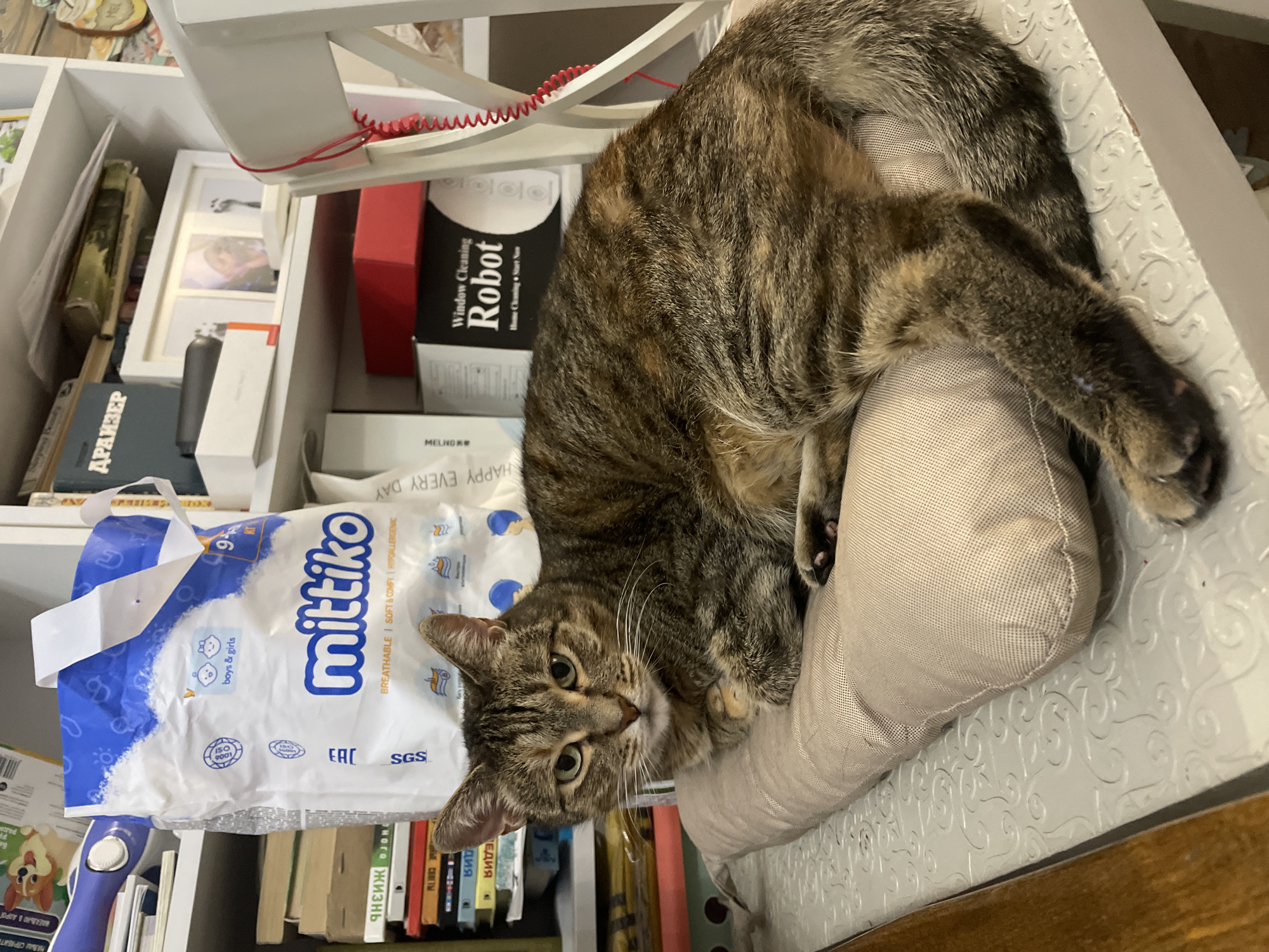 A tabby cat is lying on a beige pillow on a white chair. Behind the cat are shelves filled with books and other items, including a large bag with the brand name "mittiko" printed on it. To the right of the shelves is a white chair with a red coiled cord attached. The scene appears to be indoors, possibly in a home or office. There is no indication of the location being Almaty, Kazakhstan.