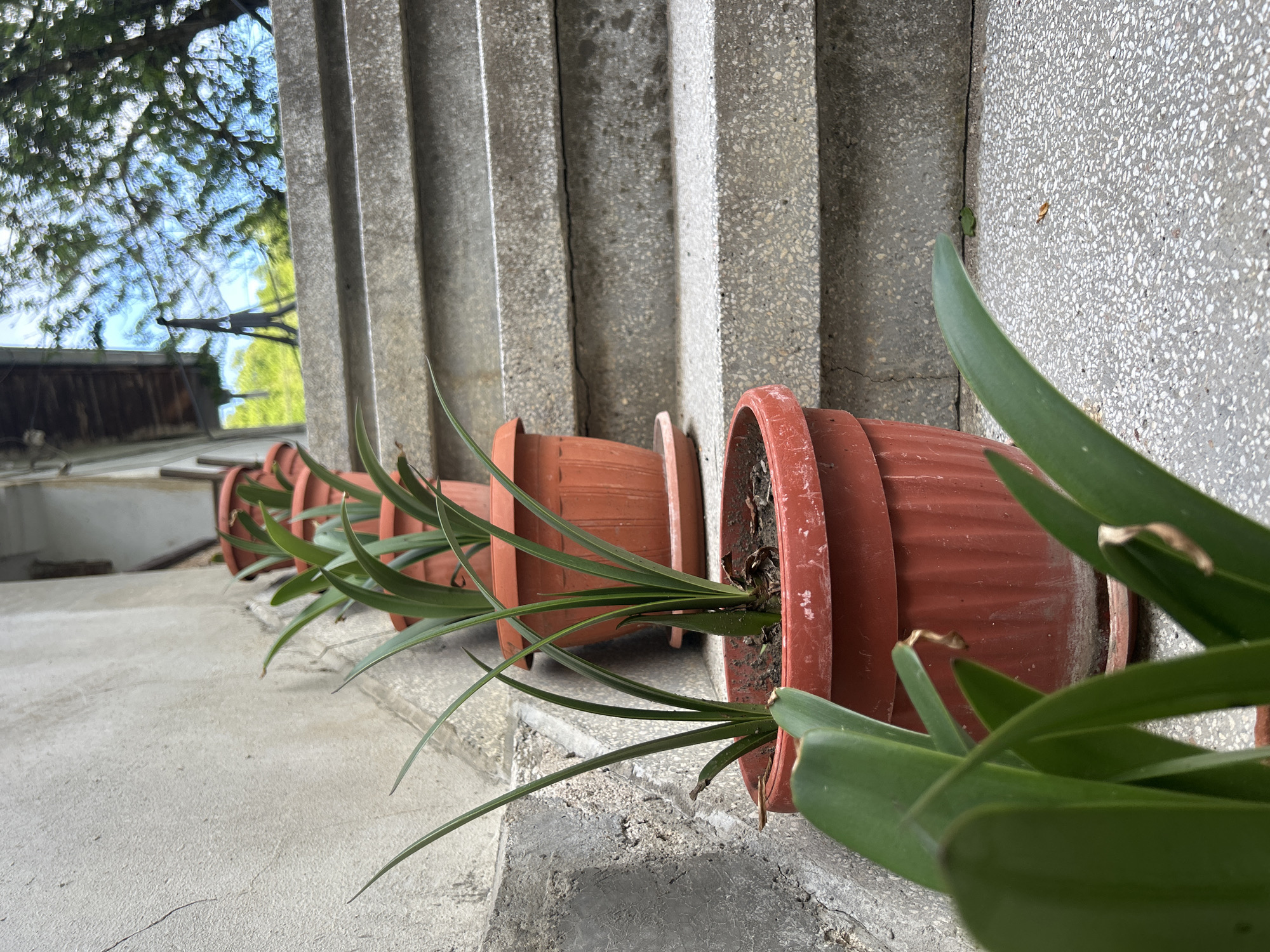 The image shows a row of five terracotta flower pots lined up along a concrete staircase in an outdoor setting. Each pot contains a plant with long, green, sword-like leaves. The pots are spaced evenly and are angled slightly forward. The staircase is made of concrete with vertical ridges. In the background, there is a glimpse of trees and a building under a partially clouded sky. The location is unknown. There are no people in the image.