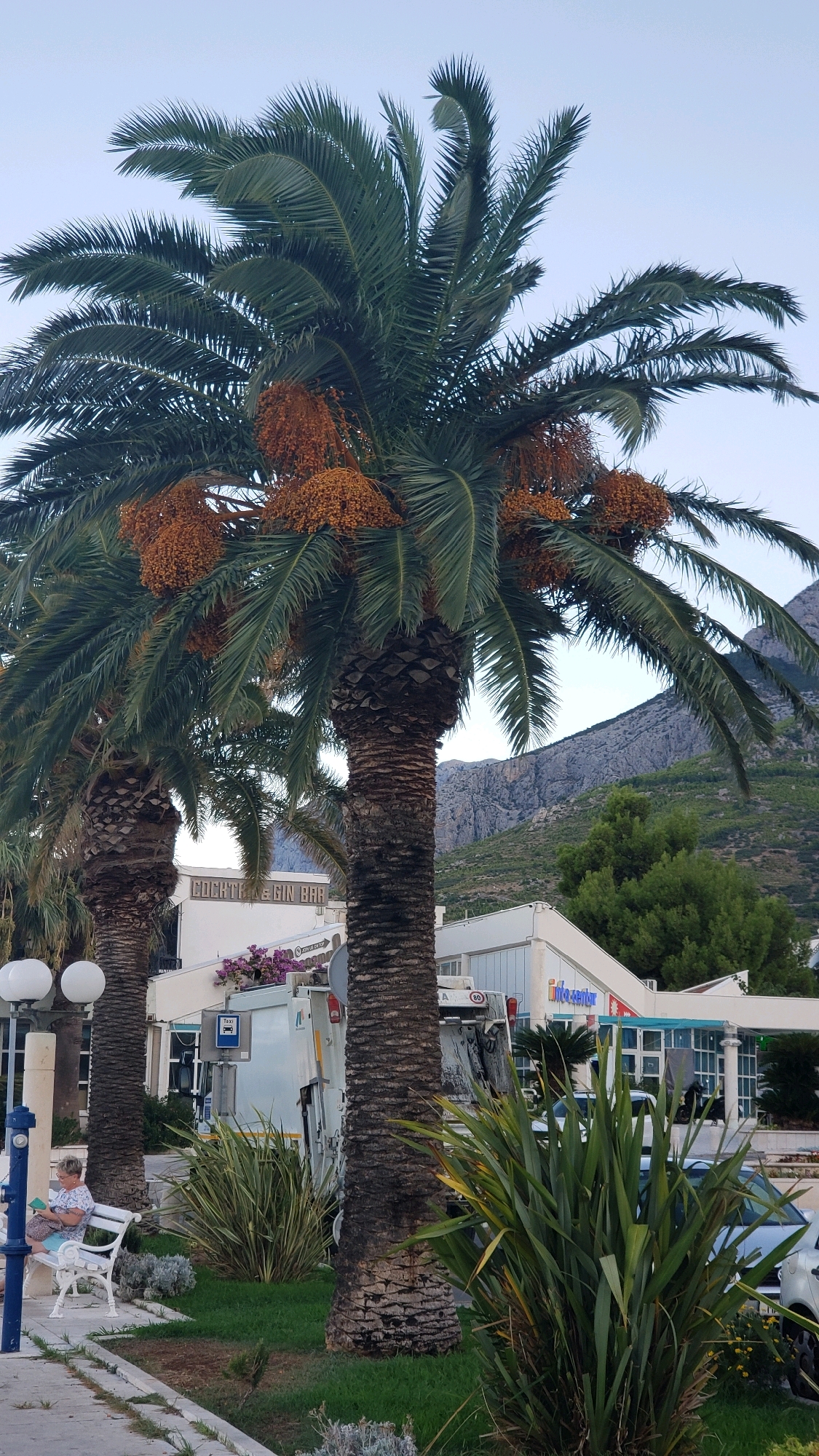 In the city of Općina Tučepi, Croatia, a large palm tree with brown dates dominates the foreground. To the left, another palm tree stands slightly shorter, and a white bench is occupied by a woman wearing a light-colored shirt and blue shorts, who is looking at a book. Behind the palm trees, a white building with the words "COCKTAIL & GIN BAR" is visible, along with a white garbage truck with a taxi sign. Further in the background, more buildings with glass facades line the street, and a mountain range with sparse vegetation forms the backdrop. The sky is clear and pale blue.
