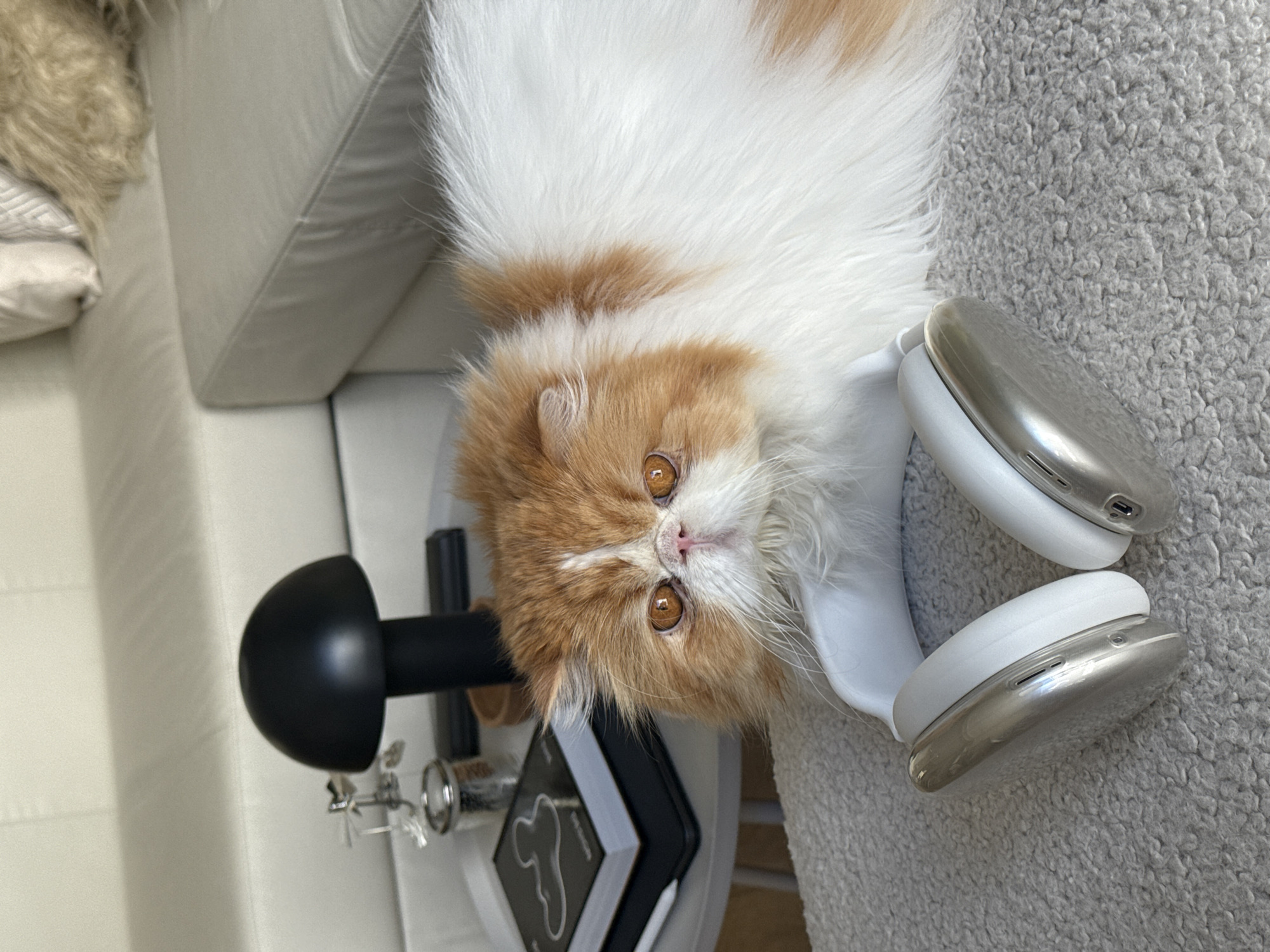 A tan and white cat with long fur is lying on a gray, textured surface, seemingly a blanket or rug. The cat's head is close to a pair of white and silver over-ear headphones. Behind the cat and headphones, there is a black, dome-shaped object attached to a vertical stand, possibly part of a lamp or microphone. To the left of the black object are stacked books or notebooks, with one showing a white design on a black cover. A portion of a white sofa or couch is visible on the left side of the image. The location in the city of Barcelona, Spain, cannot be verified from this image.
