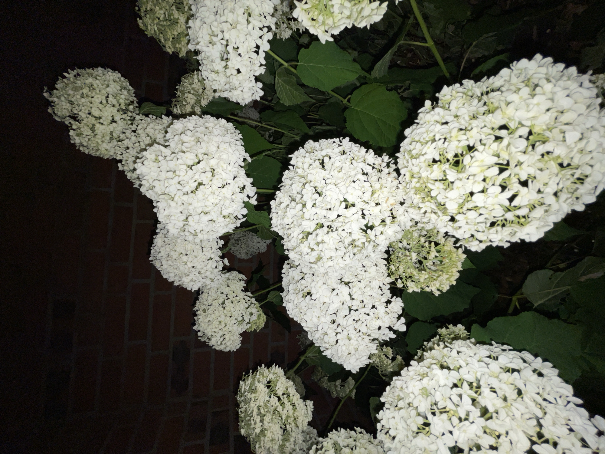The image shows a close-up view of white hydrangea flowers in bloom, set against a dark background with a brick wall visible. The lighting suggests it is nighttime or a dimly lit area. The hydrangeas are lush and full, with many small white florets clustered together to form large, round blooms. Some of the flowers appear to be starting to transition to a greenish hue, indicating they may be past their peak bloom. Large, dark green leaves are interspersed among the flowers. The brick wall in the background is made of dark red bricks and appears to be weathered. The overall impression is one of natural beauty illuminated in a somewhat dramatic, low-light setting. Without further information, the specific location in Vechta, Germany, cannot be determined.