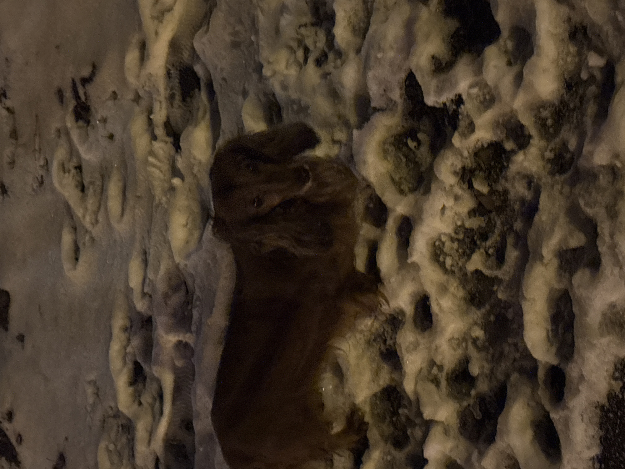 This image captures a low-light, close-up view of a snowy outdoor scene in Krasnoyarsk, Russia. The primary subject is a small, dark-furred animal, possibly a dog or a marten, visible in the lower-middle section of the frame. Its head is turned to the left, with its snout, eye, and ear discernible, indicating it might be observing something or resting. The fur appears dark brown or black.
The setting is a snow-covered ground, characterized by uneven, lumpy formations of white and yellowish-white snow and ice. Darker patches of what appears to be exposed earth, rock, or pavement peek through the snow, suggesting an irregular terrain. The overall texture of the snow is rough and craggy.
The time of day is clearly nighttime or very early morning due to the dim, ambient lighting. There are no strong light sources visible, but the snow reflects a soft, diffused light, possibly from distant streetlights or artificial illumination not in the frame. The presence of snow and ice indicates cold, wintry weather conditions, likely at or below freezing temperatures. No specific activity or event is taking place beyond the animal's static presence in the snowy landscape. There is no visible text in the image.