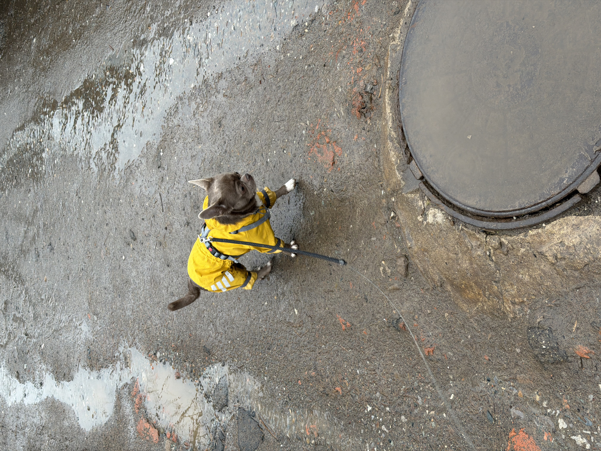 A gray, short-haired dog wearing a yellow raincoat stands on a wet, gray street. The dog's leash extends toward a circular manhole cover. The location is inferred to be in Votkinsk, Russia, based on the prompt's parameters. The street surface is a mixture of concrete and asphalt, with visible puddles of water. The dog is facing the manhole cover.
