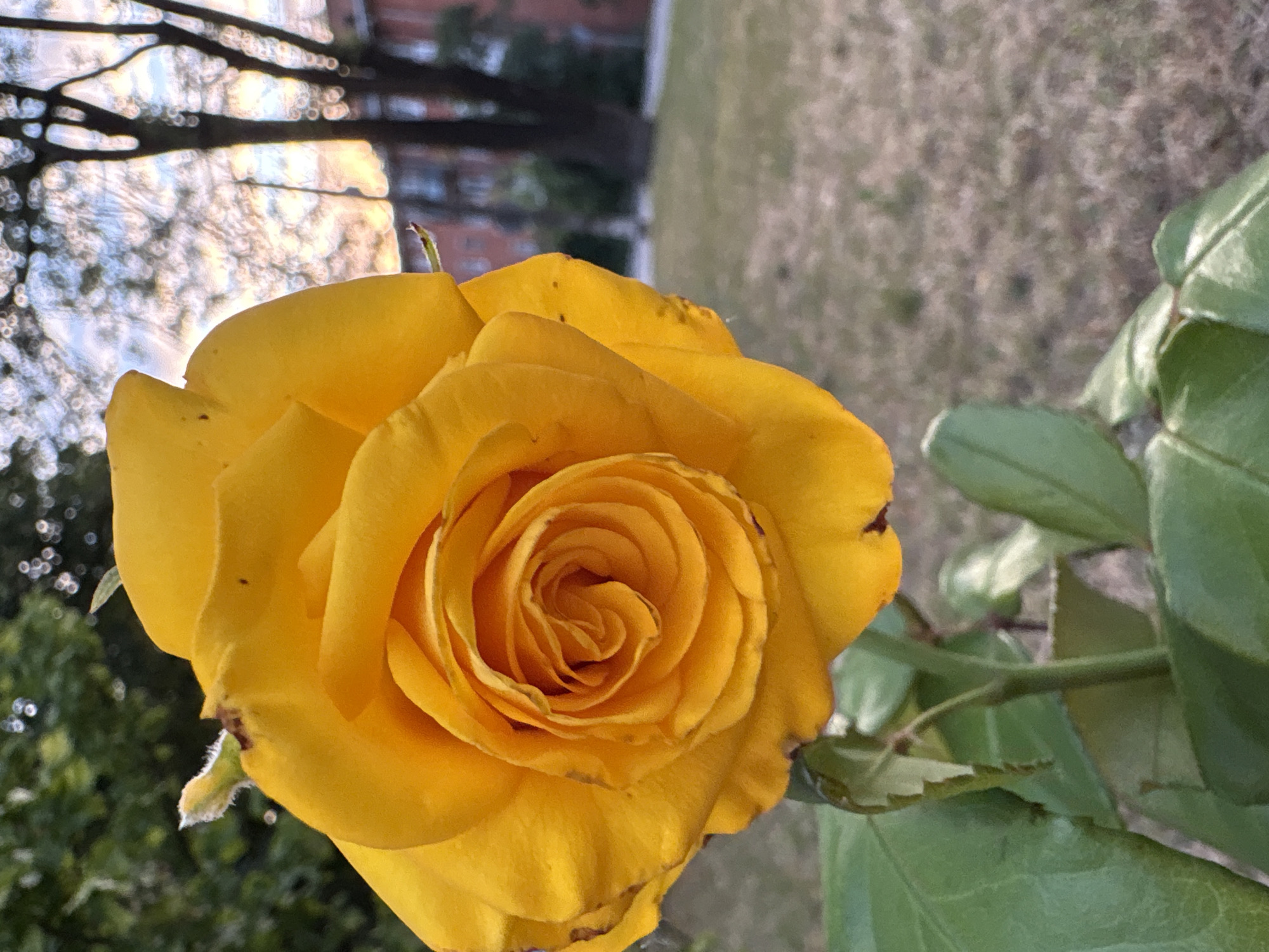 A vibrant yellow rose is in full bloom, its petals unfurling in a spiral. The rose is positioned in the foreground, with its stem and green leaves visible below. The background is blurred, showing a grassy area with sparse brown patches and trees with silhouetted branches against a soft, warm-toned sky, suggesting either dawn or dusk. In the distance, a building with a brick facade can be seen. The scene appears to be in an outdoor urban park or garden setting. There are no people or specific identifiable landmarks to pinpoint the location within the city of Kalush, Ukraine.