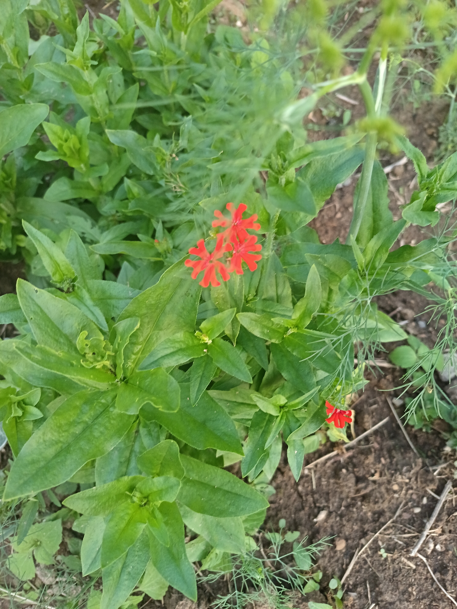 A close-up, top-down view shows a patch of green foliage with several small, bright red flowers. The plants have lush, broad green leaves, with some delicate, feathery green fronds interspersed. The soil beneath the plants is dark brown and appears somewhat dry, with a few scattered twigs. The image is taken outdoors in what appears to be a garden or natural setting, possibly in Amursk, Russia. There are no people or animals visible in the frame. The focus is on the botanical elements.