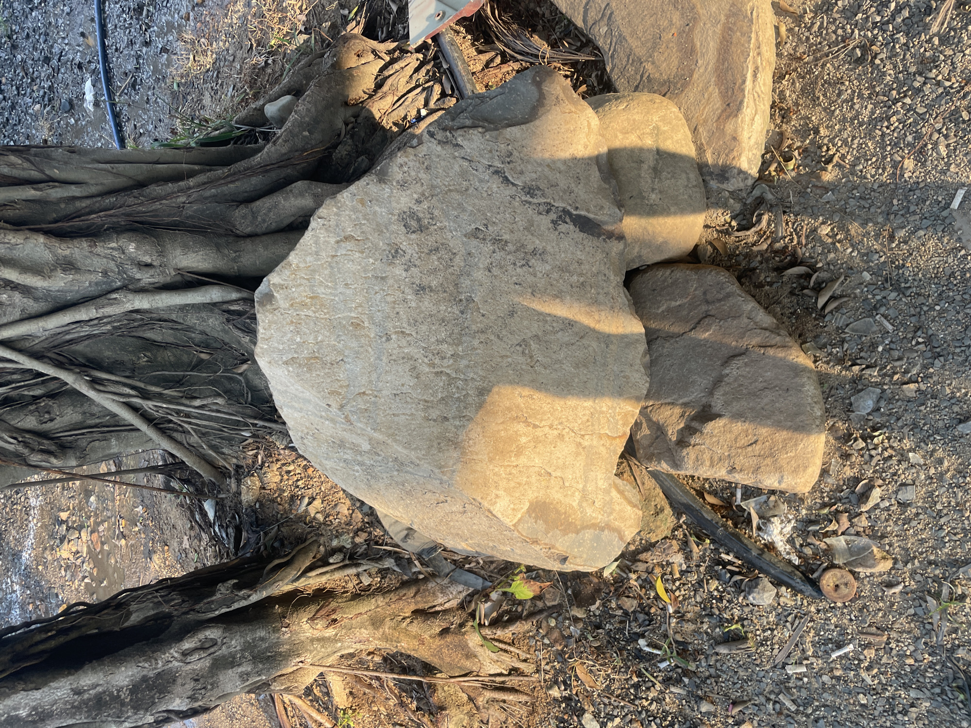 This image captures an outdoor ground-level scene in Tây Ninh Hòa, Vietnam. A large, light-colored, irregularly shaped rock is centrally positioned in the foreground, casting a prominent shadow to its right. This rock is supported by smaller stones underneath. Flanking the upper half of the frame are the lower trunks and exposed, extensive root systems of two mature trees. The ground is a mixture of small gravel, dirt, and scattered organic debris including dried leaves and twigs. Visible among the ground cover are various items of human refuse: cigarette butts, a brown plastic bottle cap, fragments of what appear to be glass, a segment of a black hose or pipe, and pieces of plastic and paper. In the upper-middle background, a muddy patch of ground with embedded small stones and additional refuse is discernible. The scene is illuminated by strong, low-angle sunlight from the left, creating distinct shadows.