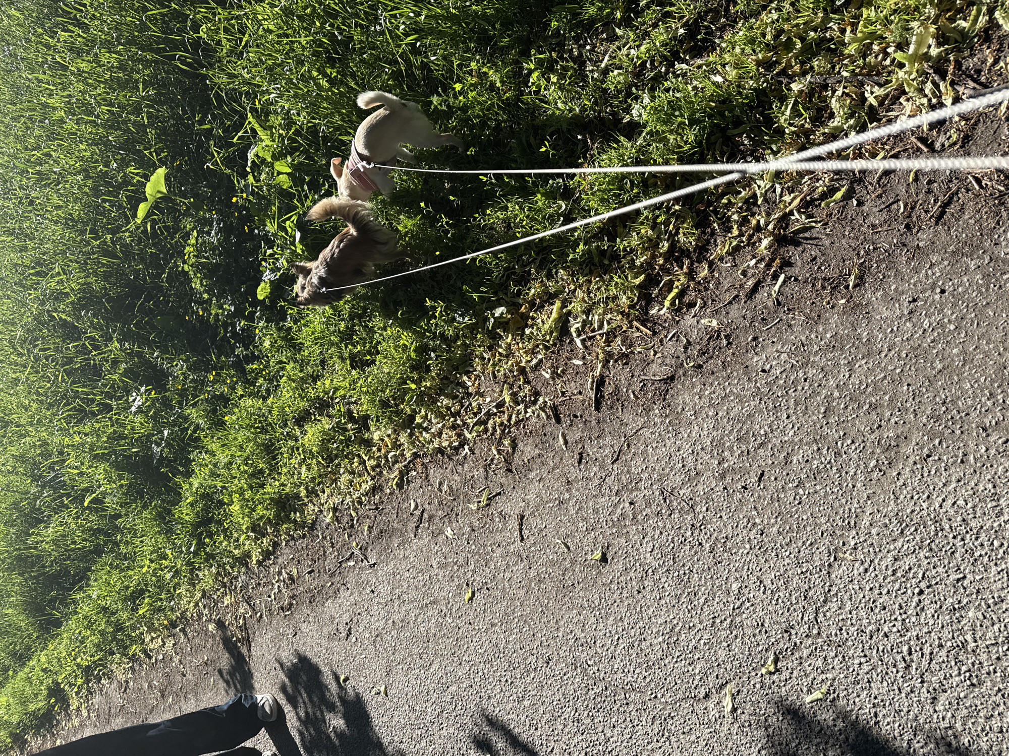 The image depicts a ground-level perspective of a paved path next to a grassy area. Two small dogs are walking on leashes, with the leashes extending towards the viewer. The dogs appear to be of different breeds or coat colors. One dog is a lighter color, wearing a pink harness, and the other is a darker, reddish-brown color. Both dogs are facing away from the camera, towards the grassy area. Sunlight is casting shadows on the path and illuminating the grass. The environment appears to be outdoors, possibly a park or a trail within a city. There are some scattered leaves and debris on the edge of the path. The lower left of the image shows the legs and feet of a person wearing dark pants and white sneakers, indicating they are walking the dogs. No specific landmarks or signs are visible to pinpoint a location within Oslo, Norway.