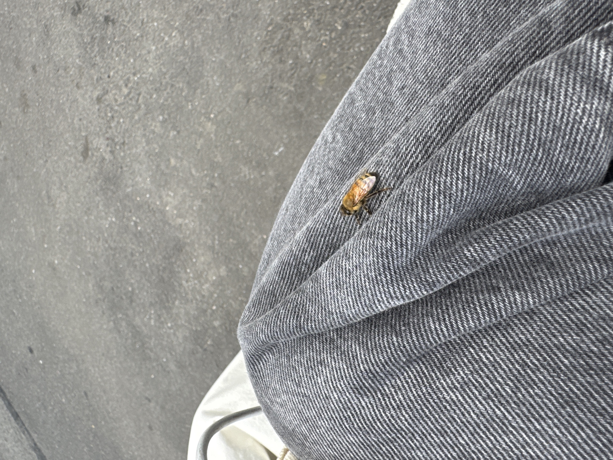 A bee is resting on gray fabric in a city setting. The background is a gray asphalt surface, suggesting an outdoor urban environment. The fabric appears to be part of clothing or upholstery.