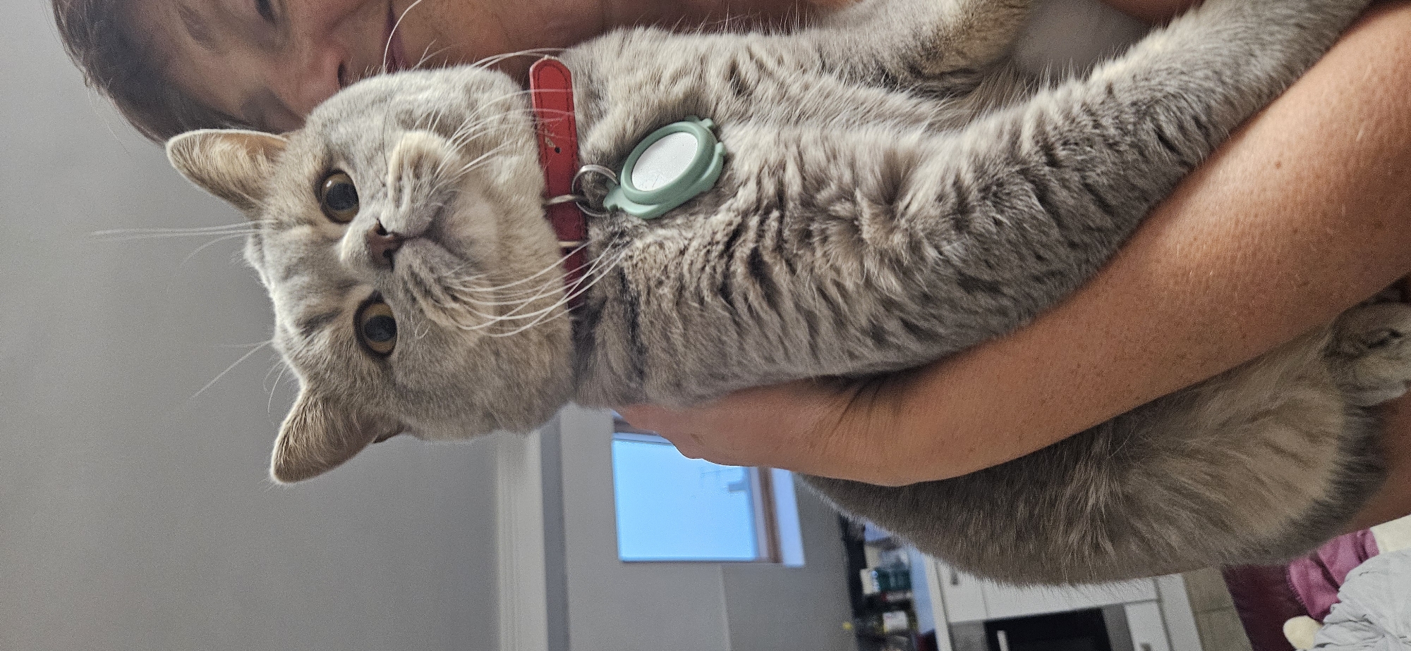 A close-up, waist-up shot captures a fluffy, grey British Shorthair cat being held by a person. The cat is wearing a red collar with a light green tag. Its large, round eyes are looking upwards and to the right, and its mouth is slightly open. The person holding the cat is only partially visible from the shoulders up, with their face appearing in the upper right corner of the frame. The background is blurred, showing a kitchen counter with some items on it, and a window with a bright blue sky visible. The image appears to have been taken indoors, possibly in a home environment within the city of Hévíz, Hungary.