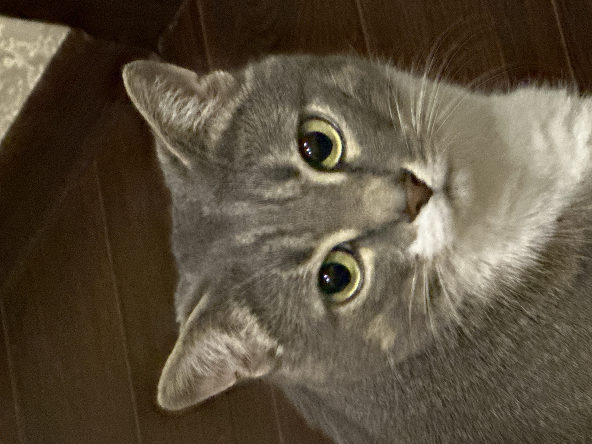 A close-up, waist-up shot of a grey and white tabby cat is presented. The cat has light green eyes with dark pupils, a pinkish-brown nose, and white fur on its chest and chin. Its fur is primarily grey with darker tabby markings. The background is a dark, out-of-focus brown, suggesting a wooden surface such as a floor or furniture. The image is taken indoors in an unknown location.