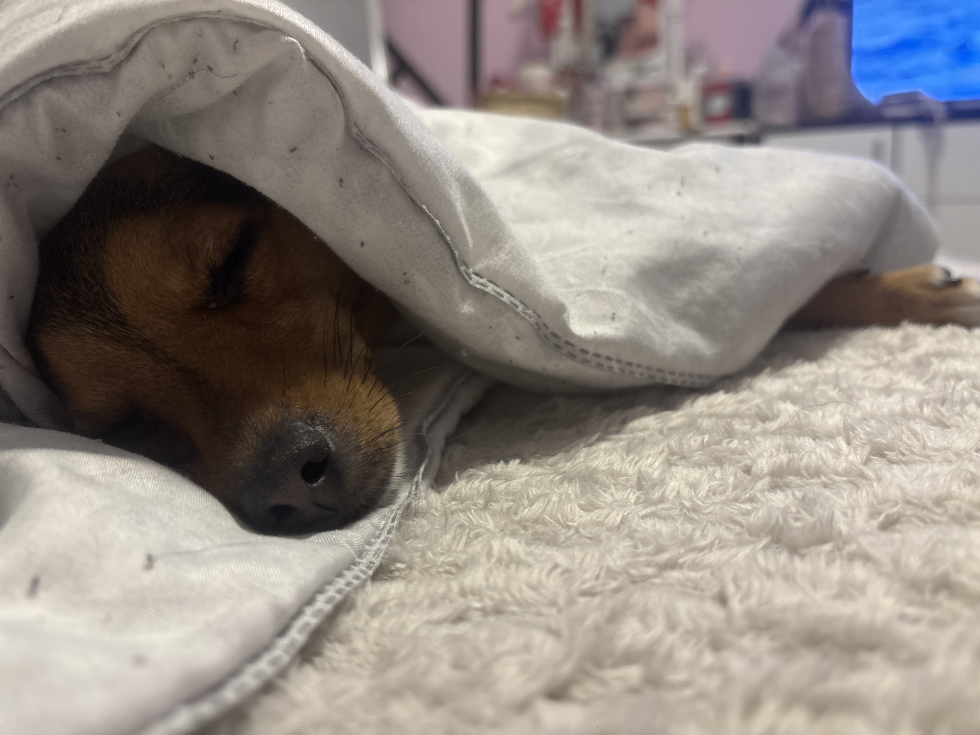 A small brown dog is sleeping under a white blanket on a white, shaggy rug. The dog's nose is visible and facing forward. The blanket covers most of the dog's body, with a small portion of its paw visible near the right edge of the frame. The background is blurred and includes a TV and some items on a shelf. The location is unknown and cannot be confirmed to be in Burgas, Bulgaria, based on this image.