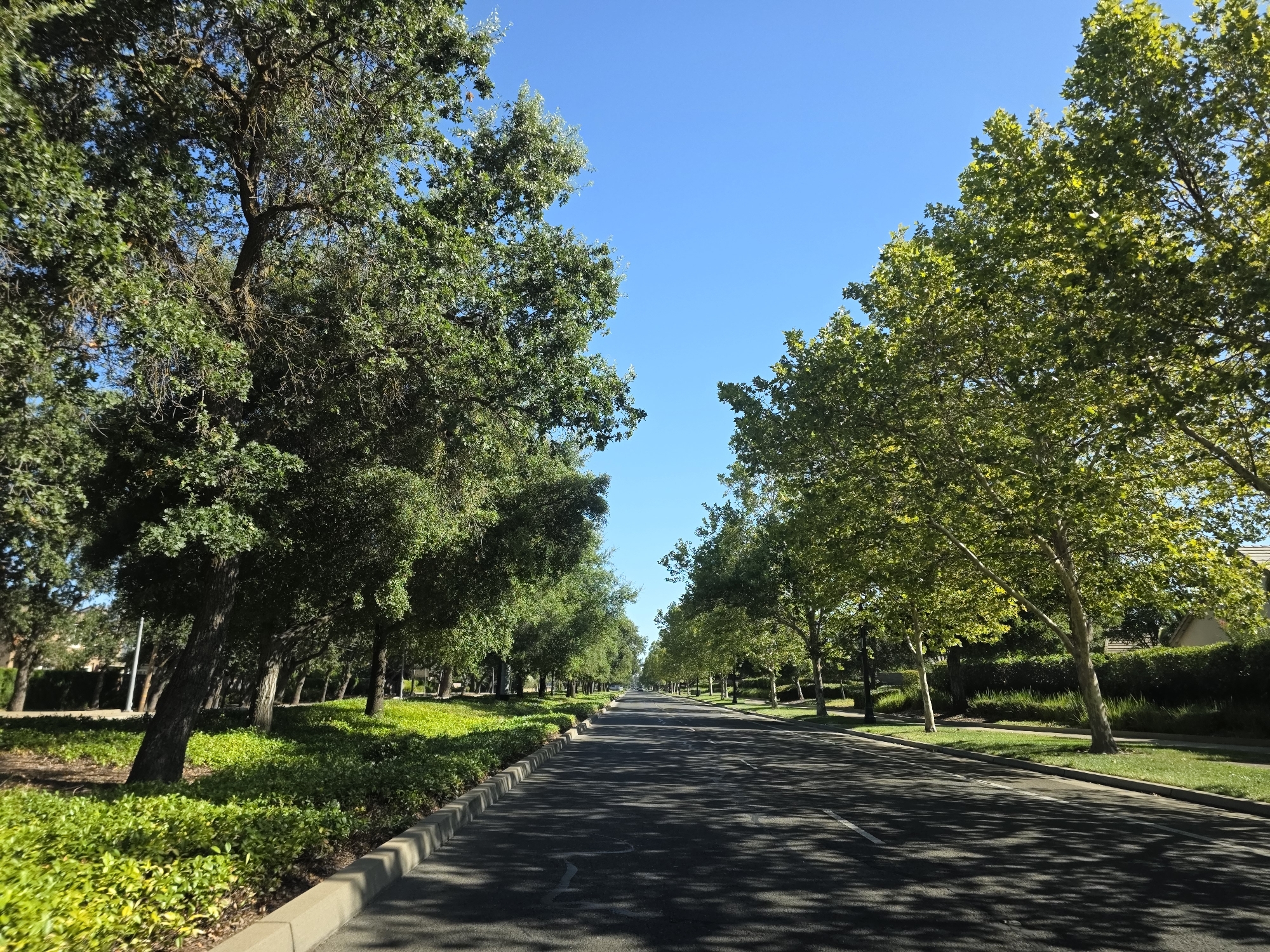 The image depicts a tree-lined street in Elk Grove, California, United States of America. The perspective is from a low-angle shot, looking down the length of an asphalt road. On either side of the road, mature trees with dense green foliage create a canopy, casting dappled shadows across the pavement. The left side of the road features a manicured lawn and a curb, bordered by a low hedge and larger trees. The right side also has a lawn and trees, with hints of residential buildings visible behind a dense hedge in the background. The sky is a clear, bright blue. There are no people or vehicles visible in the frame. The scene conveys a sense of a well-maintained suburban street during daylight hours.