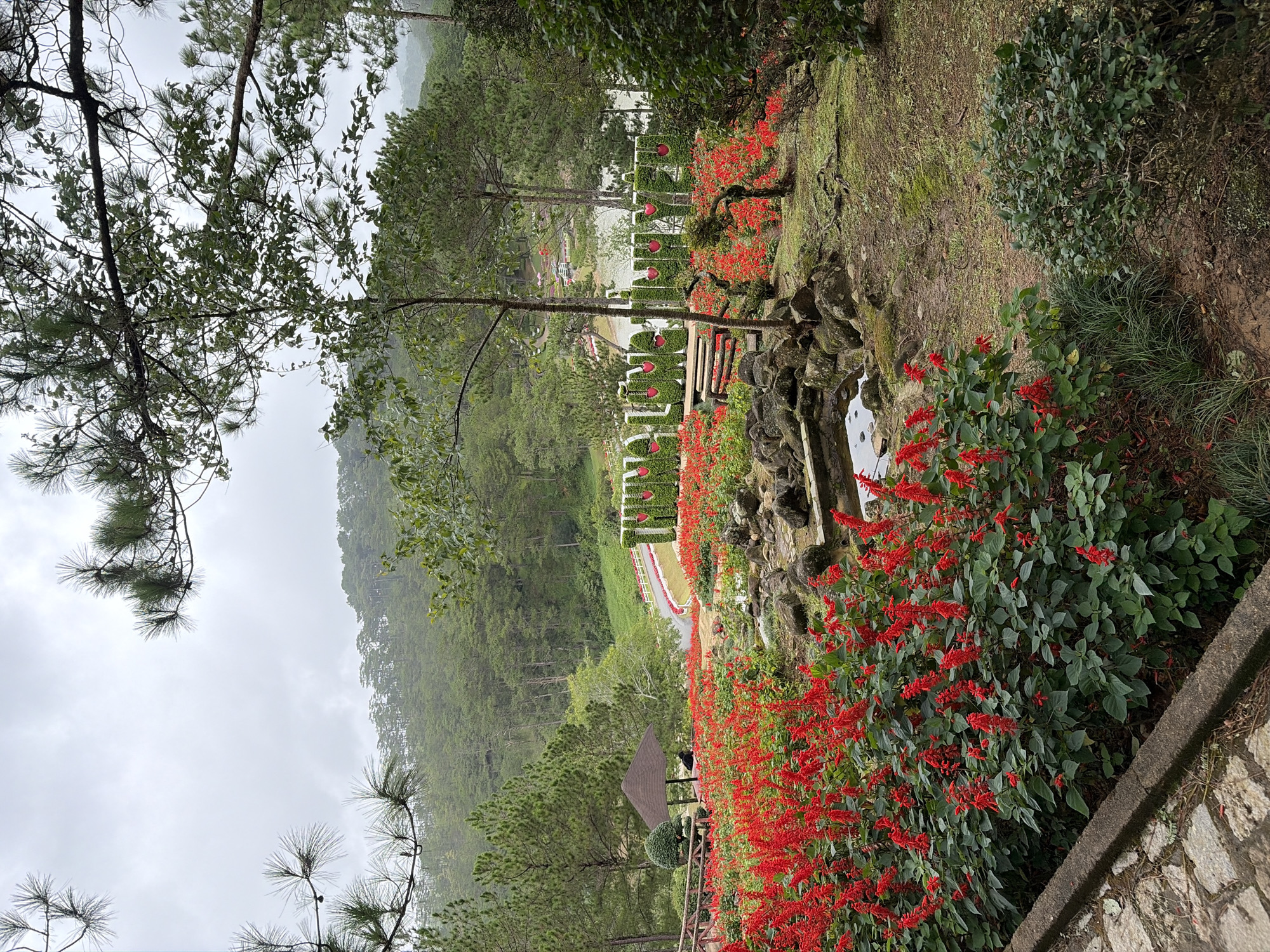 This image depicts a scenic view of a garden located in Lam Vien - Da Lat, Vietnam. The foreground is dominated by vibrant red salvia flowers, meticulously arranged and lush with green foliage. A stone pathway, partially visible, lines the left edge of the frame, leading the viewer's eye into the garden. Amongst the flowers, a small water feature with rocks adds to the naturalistic appeal.
Further into the garden, a wooden bench is placed in front of a large, green hedge spelling out "LAM VIEN" with red heart shapes adorning the letters. This suggests a decorative element or perhaps an entrance sign. To the left of the hedge, a small gazebo with a brown roof provides a shaded resting spot. A lone figure, possibly a visitor, is seated within the gazebo.
Beyond the immediate garden area, the landscape transitions to rolling hills covered with dense pine forests, characteristic of Da Lat's mountainous terrain. A winding road, bordered by a white fence, can be seen leading through the greenery. The sky is overcast, casting a soft, diffused light over the entire scene, creating a serene and somewhat melancholic atmosphere. The overall impression is one of a well-maintained, tranquil park designed for visitors to enjoy the natural beauty of the region.