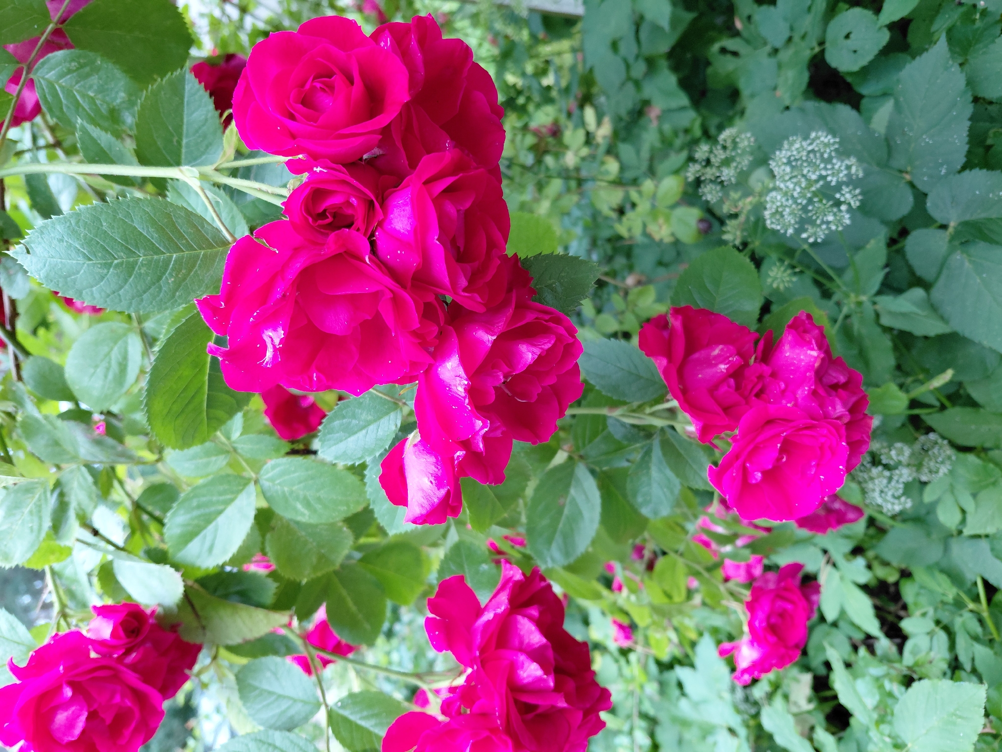 The image depicts a cluster of vibrant pink roses in full bloom, set against a backdrop of lush green foliage. The roses are a deep fuchsia color, with many delicate petals and some small water droplets visible on their surfaces, suggesting recent rain or dew. The leaves are a healthy green, some with serrated edges, and are characteristic of a rose bush. The background is a dense mix of green leaves and stems, with some softer, out-of-focus greenery suggesting a garden or natural setting. In the lower right portion of the image, there is a small cluster of tiny white flowers, possibly from another plant interspersed with the roses. The overall impression is one of natural beauty and abundance. The image was taken in Inčukalns, Latvia, suggesting this scene is located within the municipality of Inčukalns, known for its natural landscapes and parks.