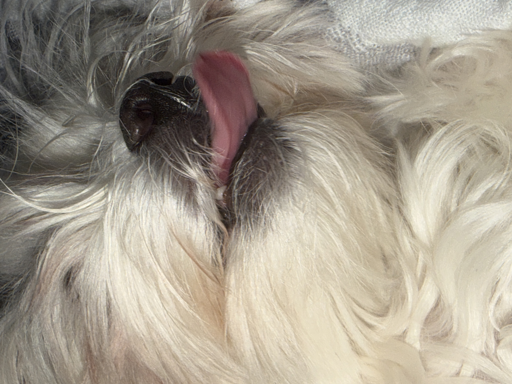 A close-up image depicts the nose and tongue of a dog, likely a breed with long, white, and grey fur. The dog's nose is black and moist. The tongue is pink and slightly extended. The fur surrounds the nose and tongue, obscuring the rest of the dog's face. The background appears to be a light-colored fabric. There is no information present in the image to support or deny the location being Chaikovsky, Russia.